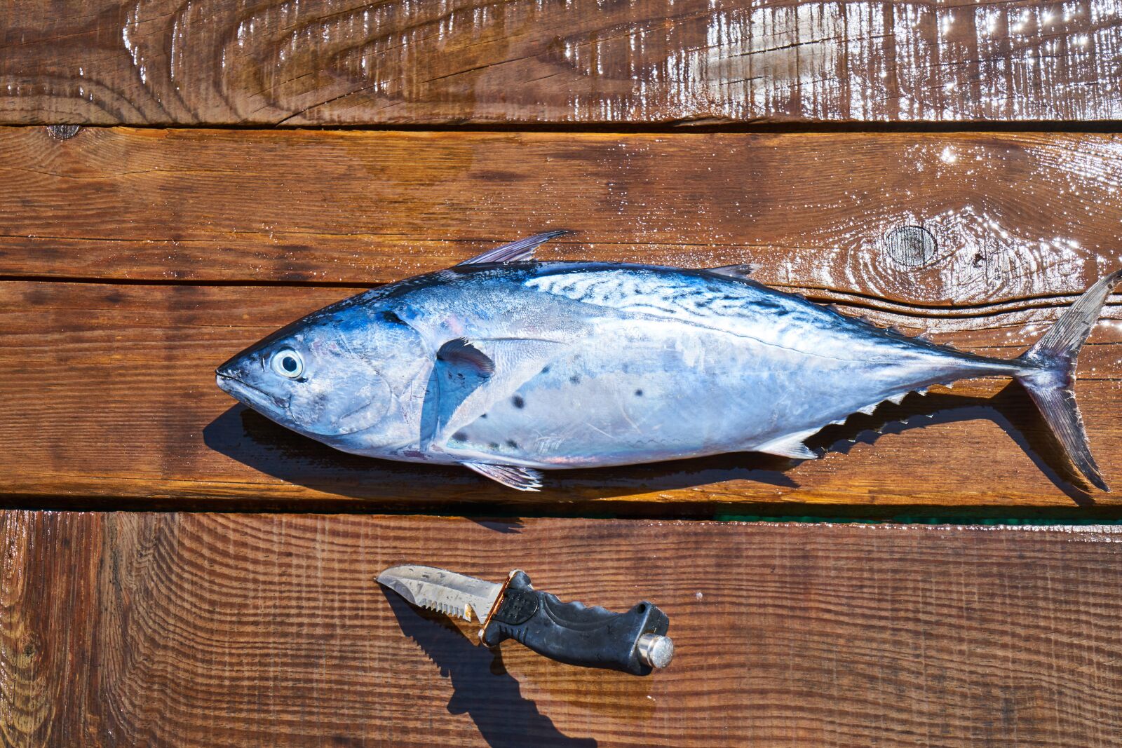 Sony a7R II sample photo. Fish, food, rope photography