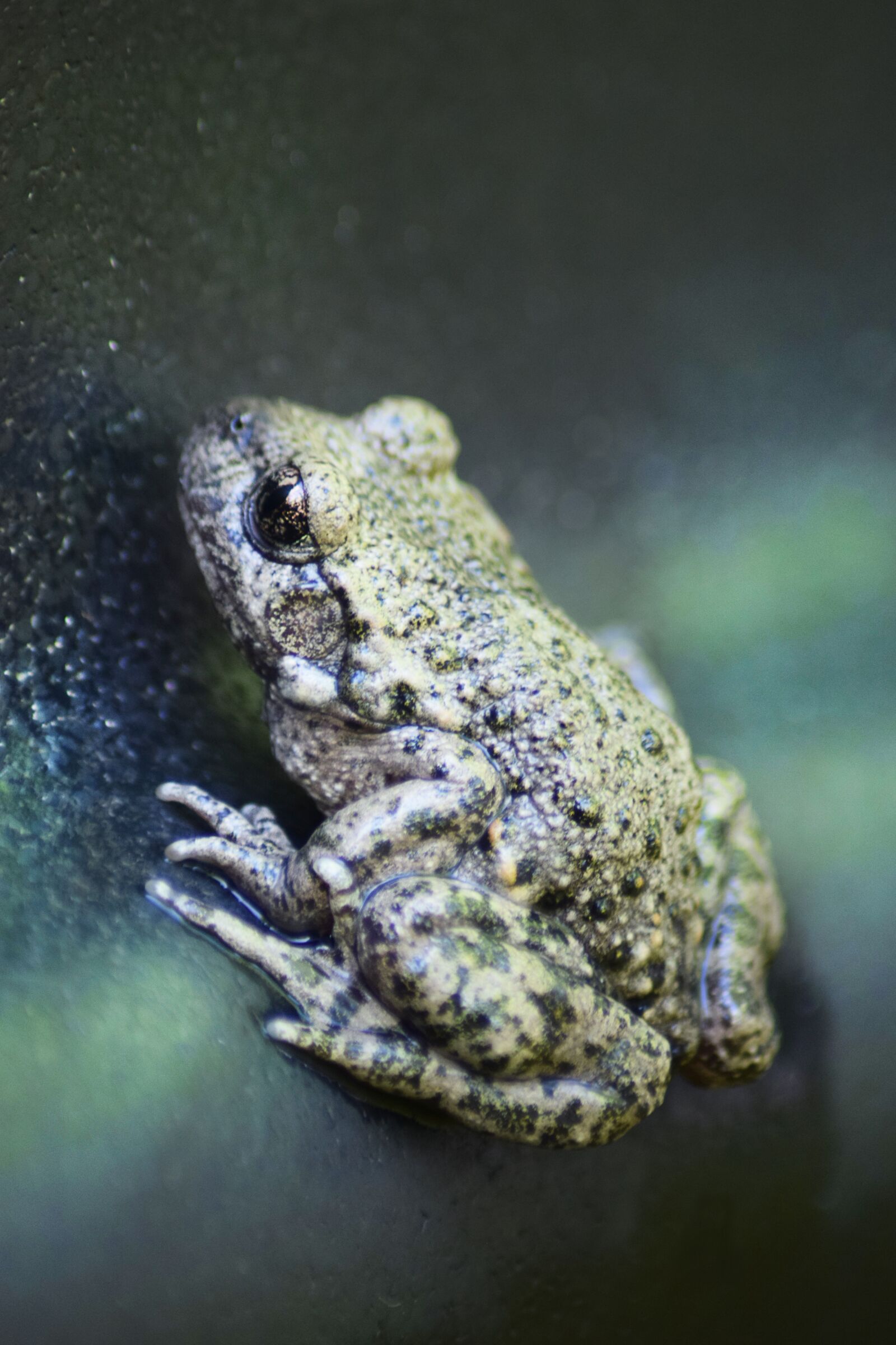 Nikon D3300 sample photo. Small, frog, nature photography