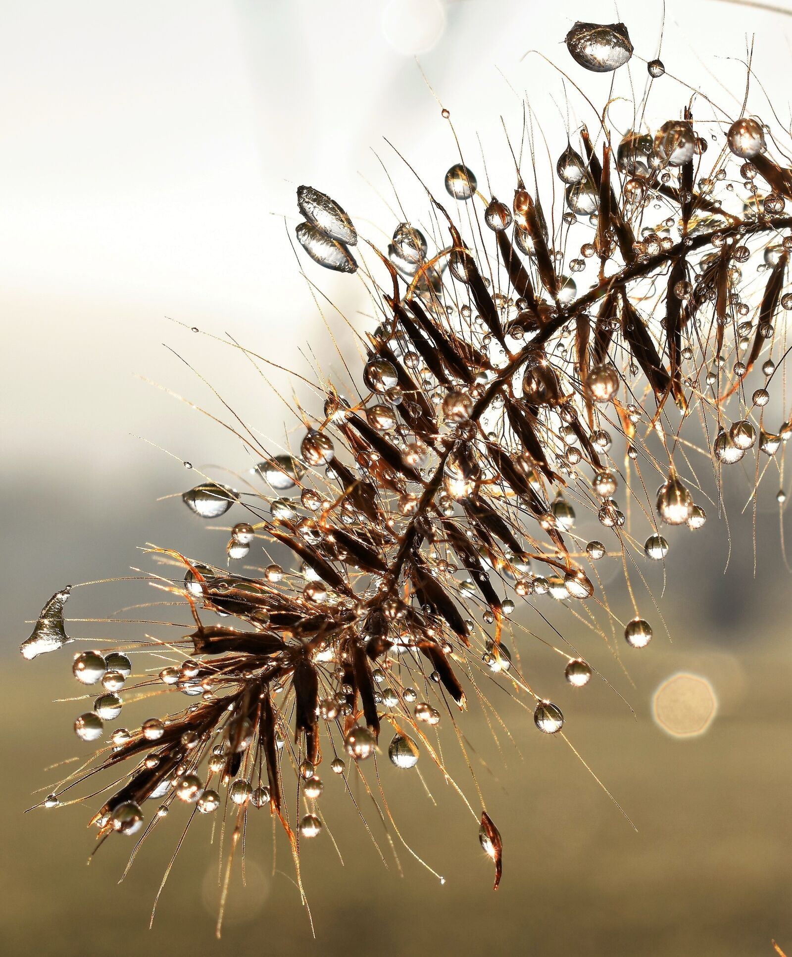 Nikon D5500 sample photo. Drip, dew, dewdrop photography