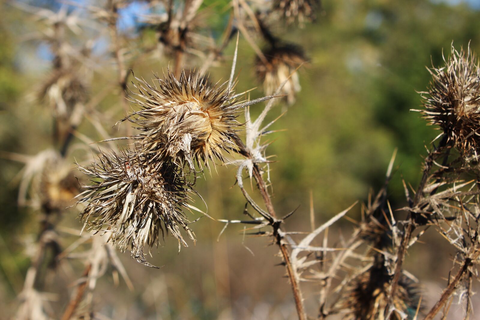 Canon EOS 600D (Rebel EOS T3i / EOS Kiss X5) sample photo. Autumn mood, plant, brown photography