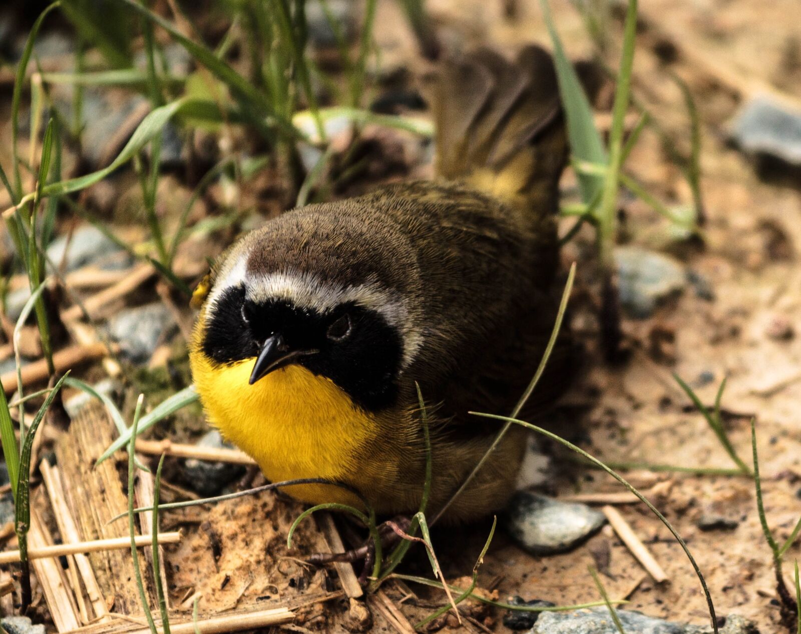 Canon EOS 600D (Rebel EOS T3i / EOS Kiss X5) sample photo. Common yellowthroat male, songbird photography