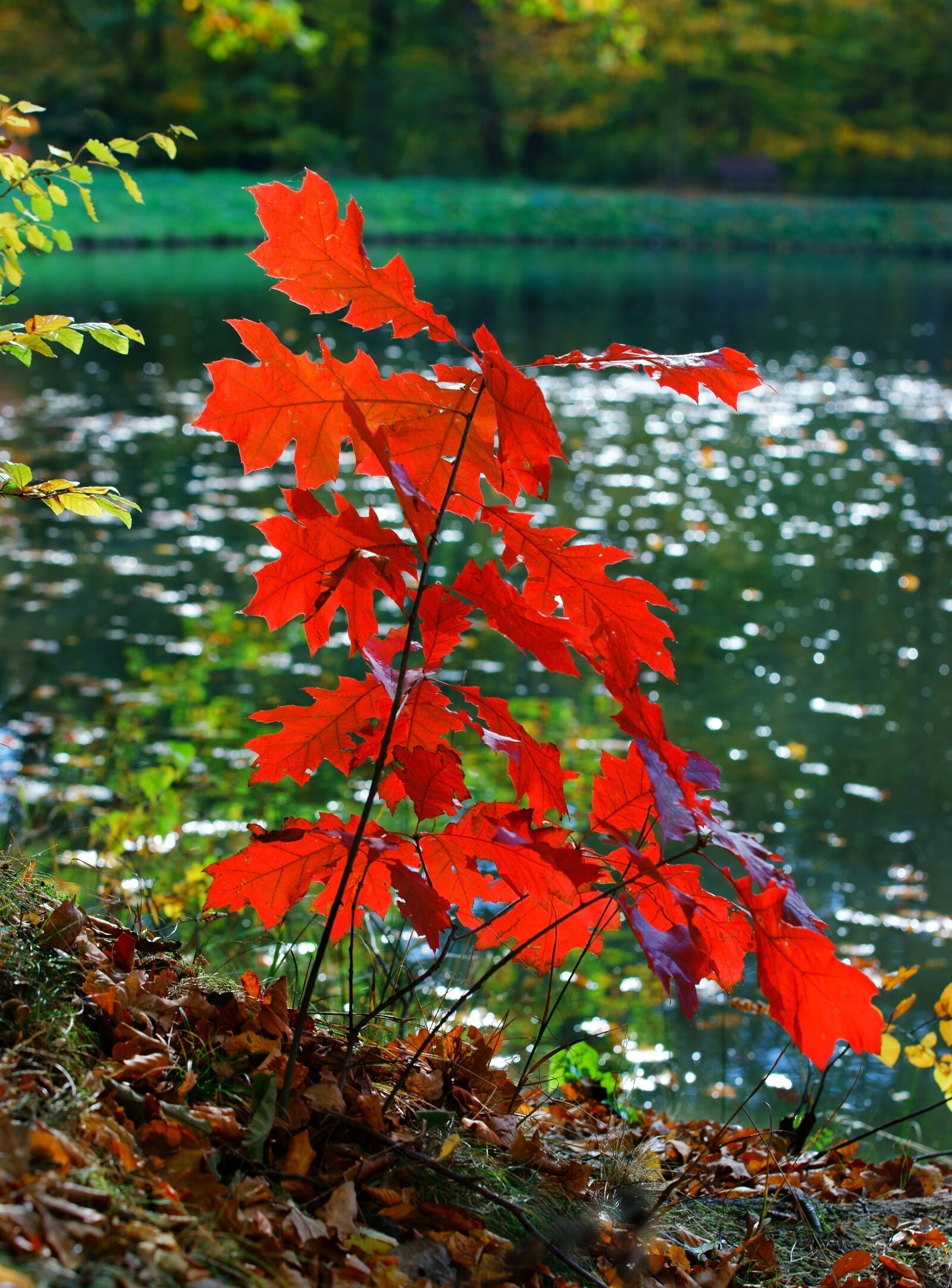 Sony a7 II sample photo. Nature, autumn, water photography