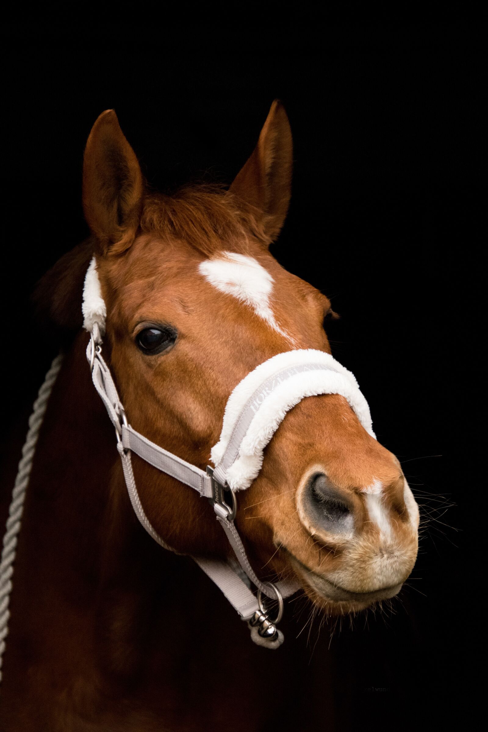 Nikon D3300 sample photo. Horse, portrait, head photography