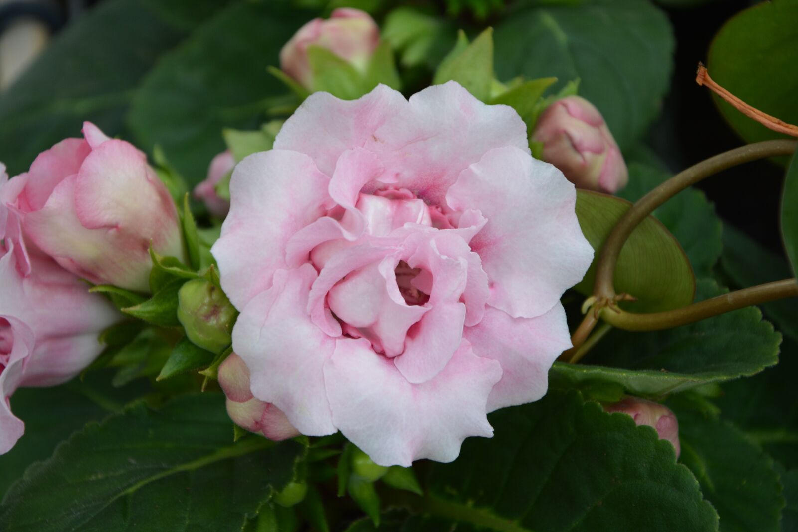 Nikon D5200 sample photo. Flower, color pink, gloxinia photography
