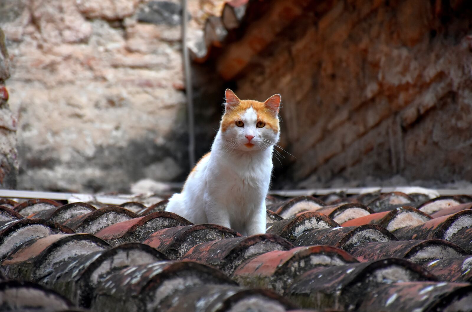 Nikon D7200 sample photo. Cat, kitten, tile photography