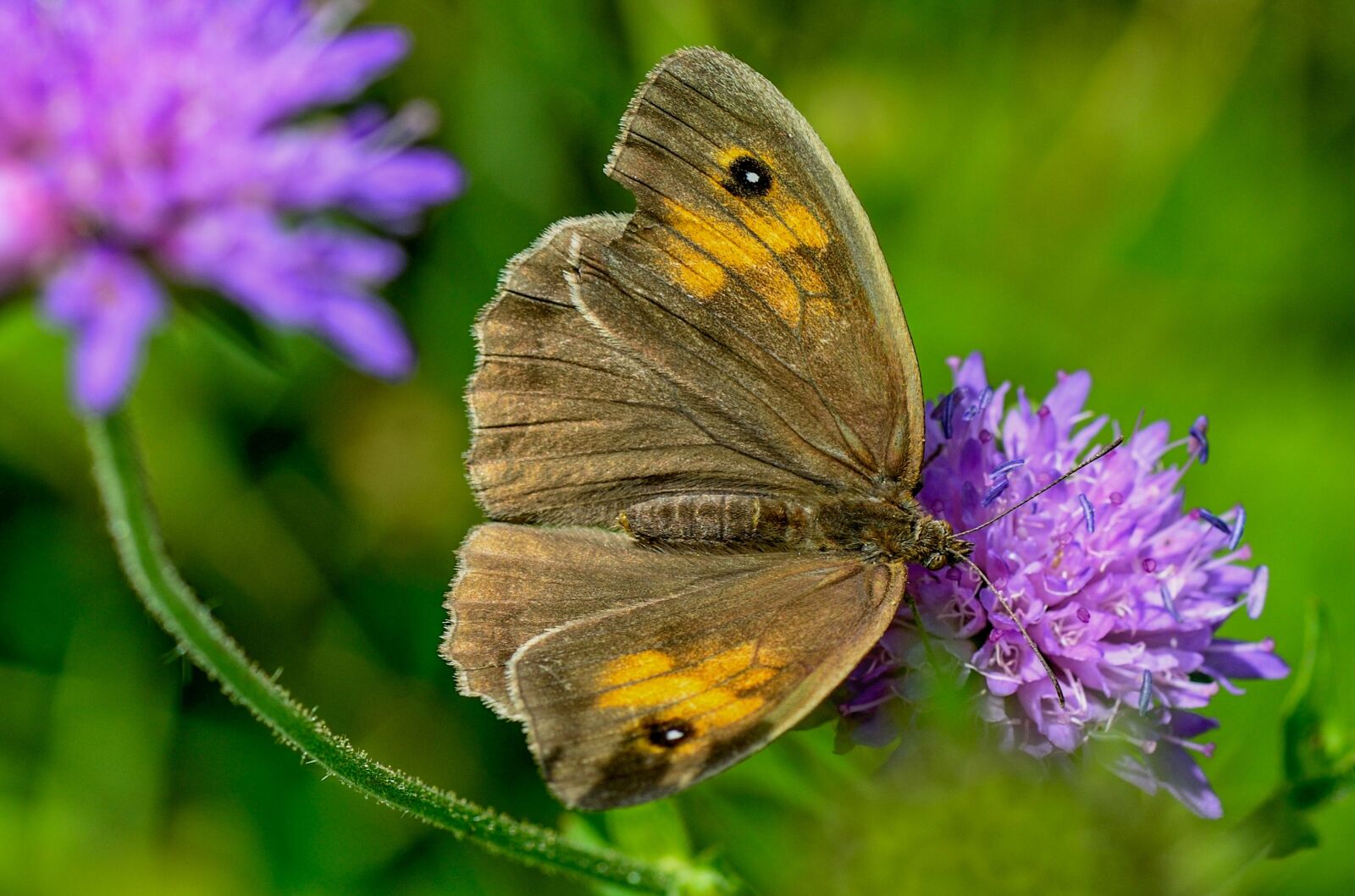 Nikon D7000 sample photo. Lycaon, nature, butterfly photography