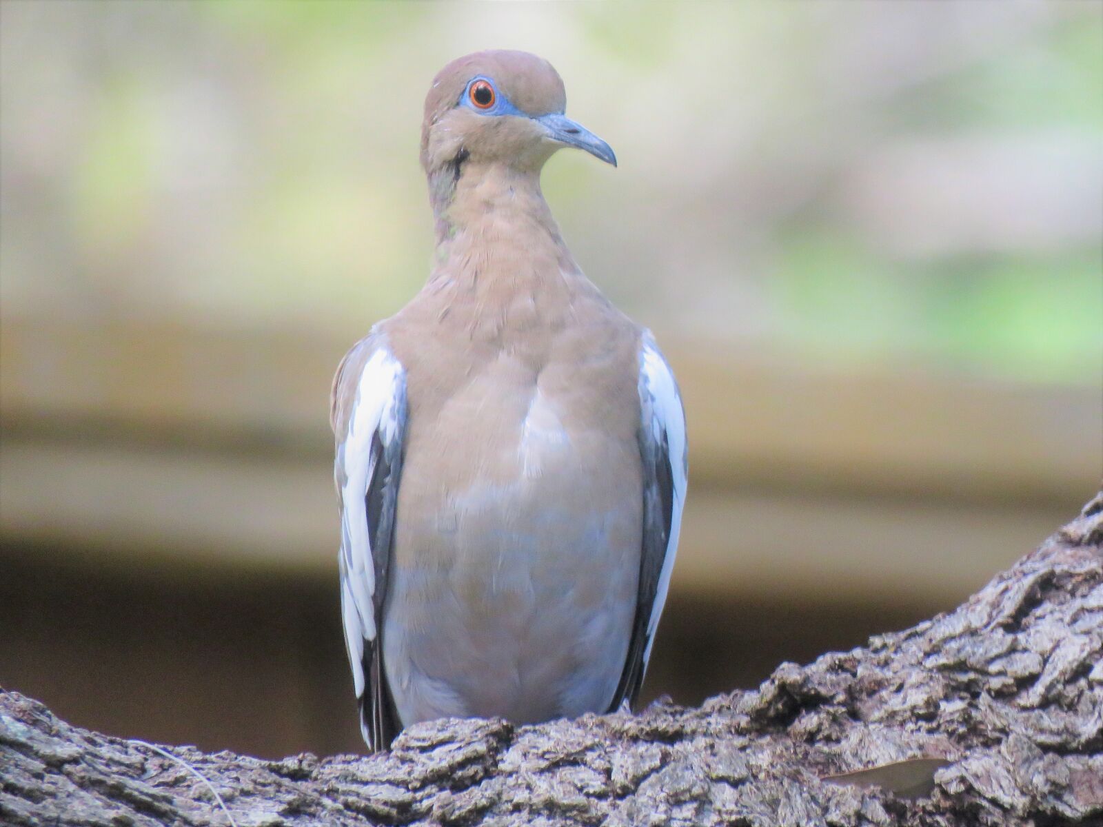 Canon PowerShot SX60 HS sample photo. Bird, dove, colorful photography