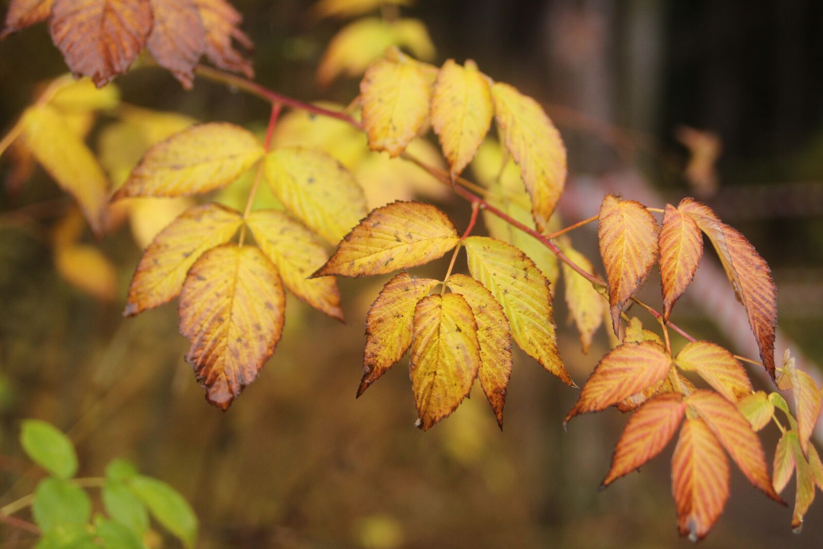 Canon EOS 600D (Rebel EOS T3i / EOS Kiss X5) sample photo. Autumn, sheet, yellow leaves photography