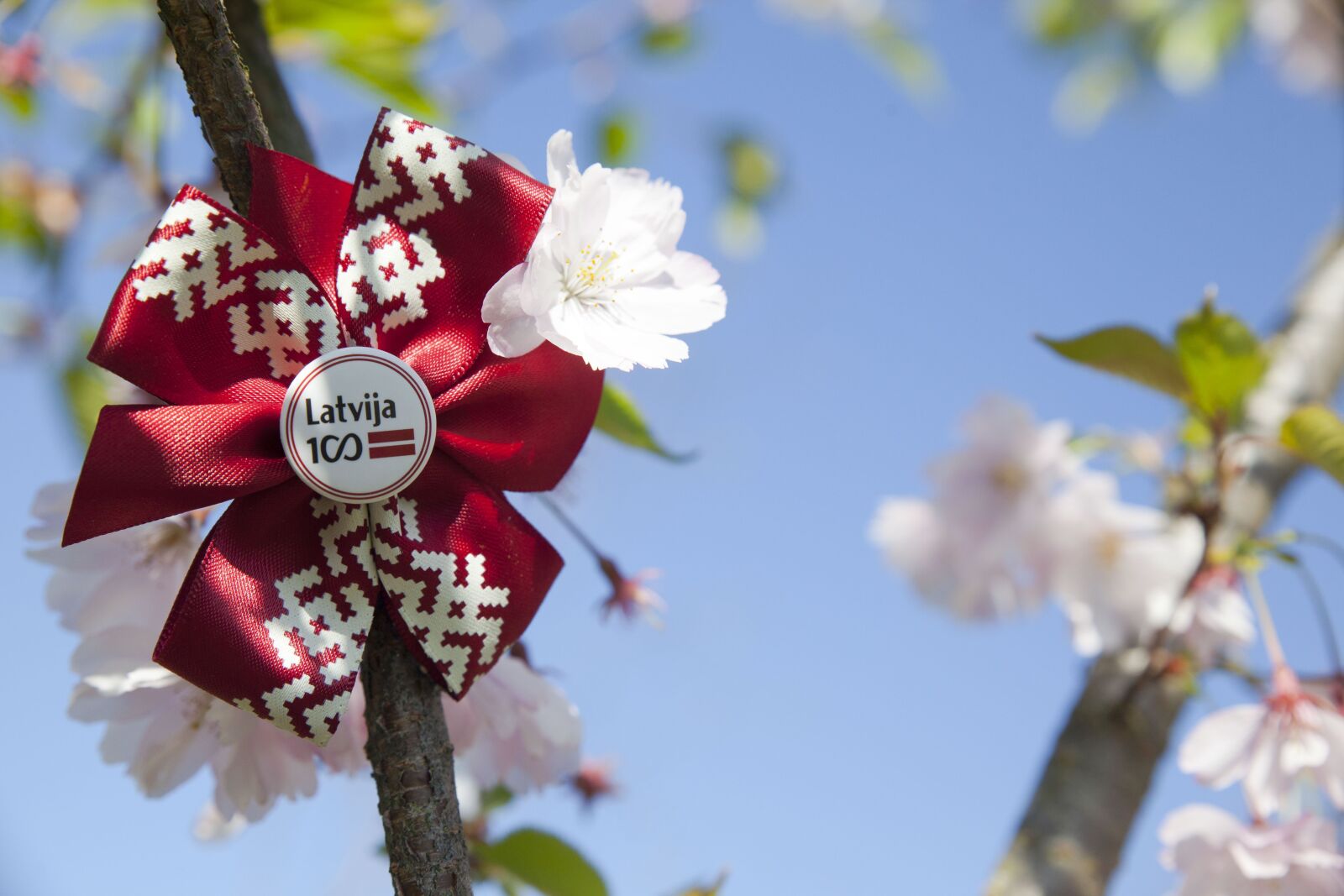 Canon EOS 5D Mark II sample photo. Flower, tree, branch photography