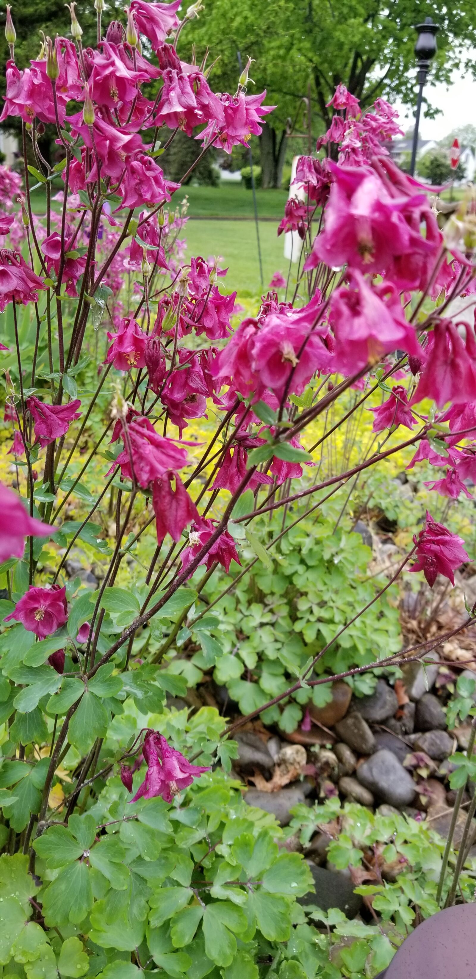 Samsung Galaxy S8 sample photo. Flowers, garden, nature photography