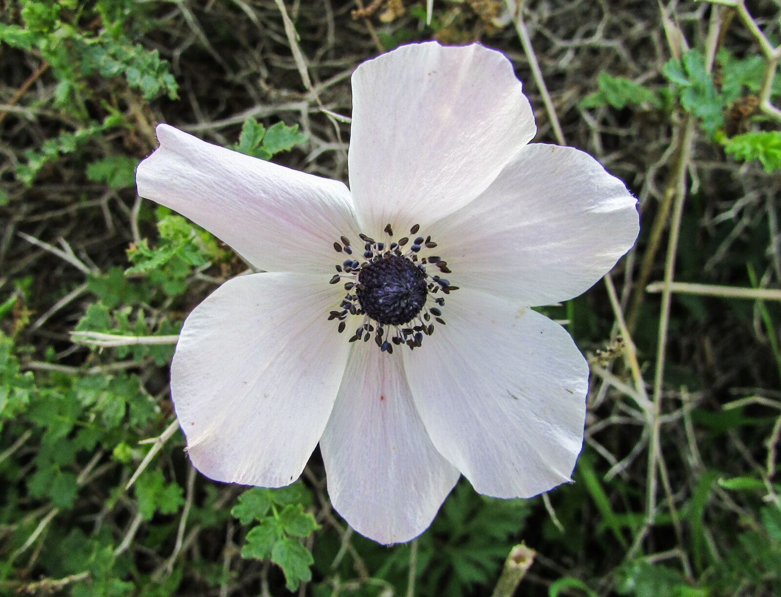 Canon PowerShot SX400 IS sample photo. Cyprus, cavo greko, national photography