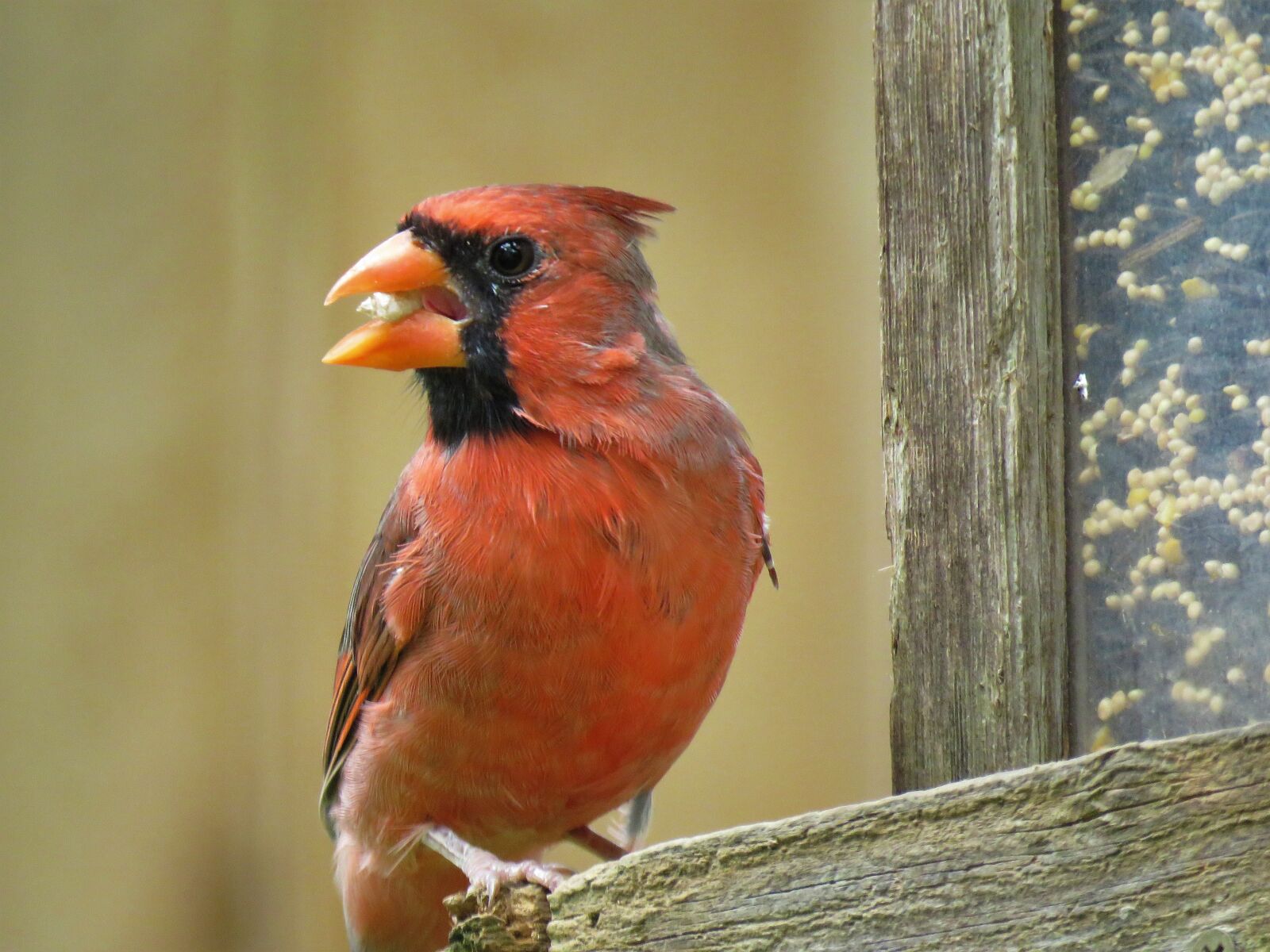 Canon PowerShot SX60 HS sample photo. Bird, cardinal, songbird photography
