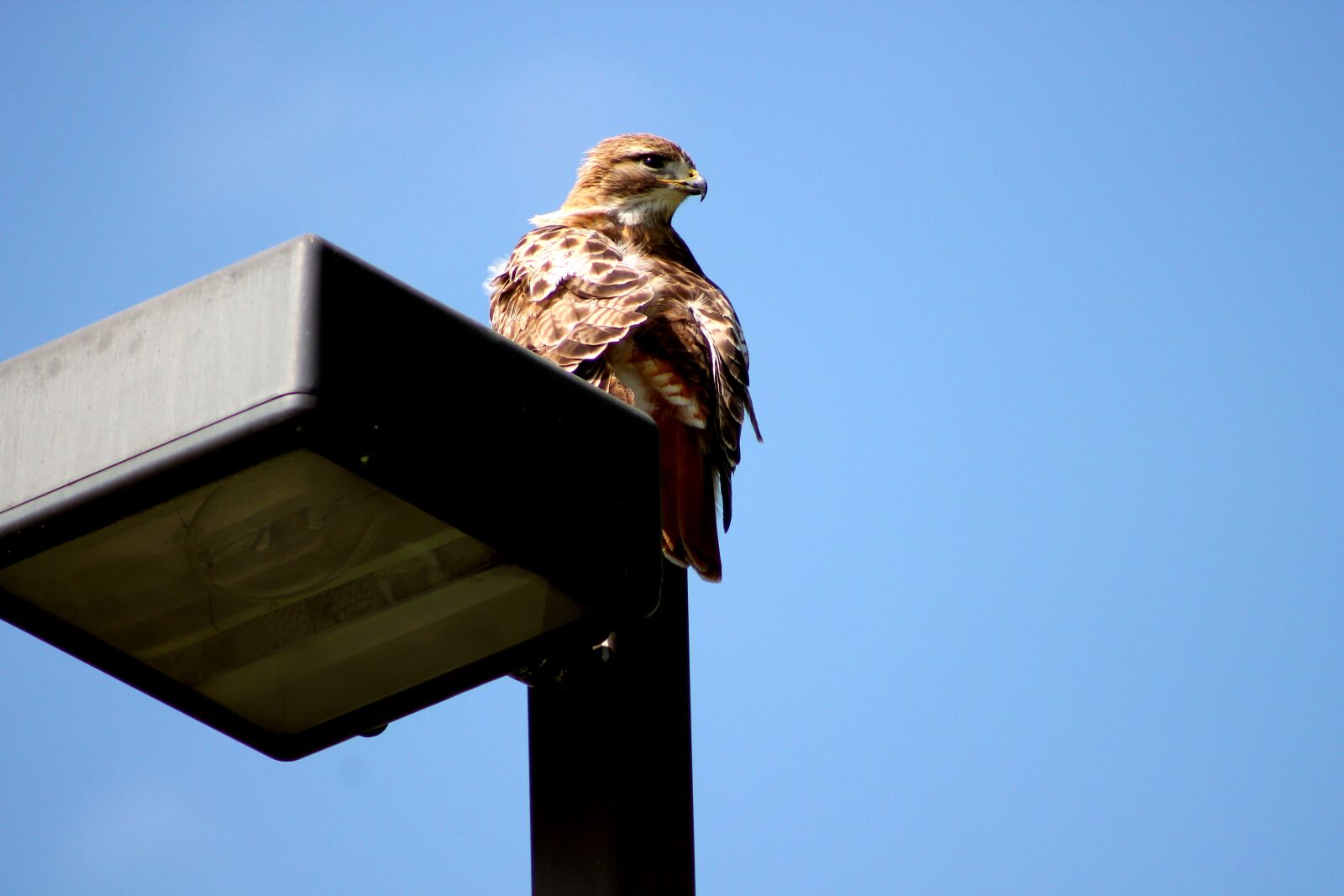 Canon EOS 1100D (EOS Rebel T3 / EOS Kiss X50) sample photo. Hawk, bird of prey photography