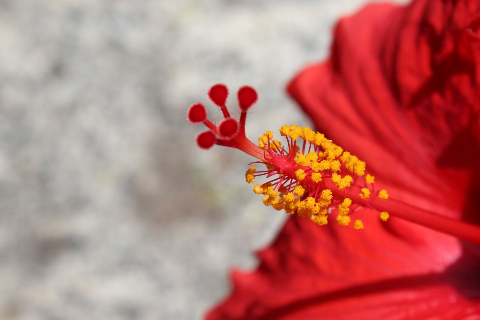Canon EOS 1300D (EOS Rebel T6 / EOS Kiss X80) sample photo. Red, flower, petals photography