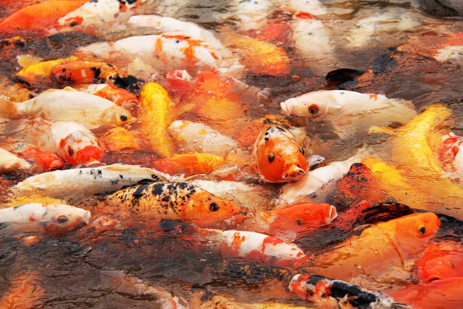 Canon EF-S 18-200mm F3.5-5.6 IS sample photo. Fishes, colourful, beautiful photography