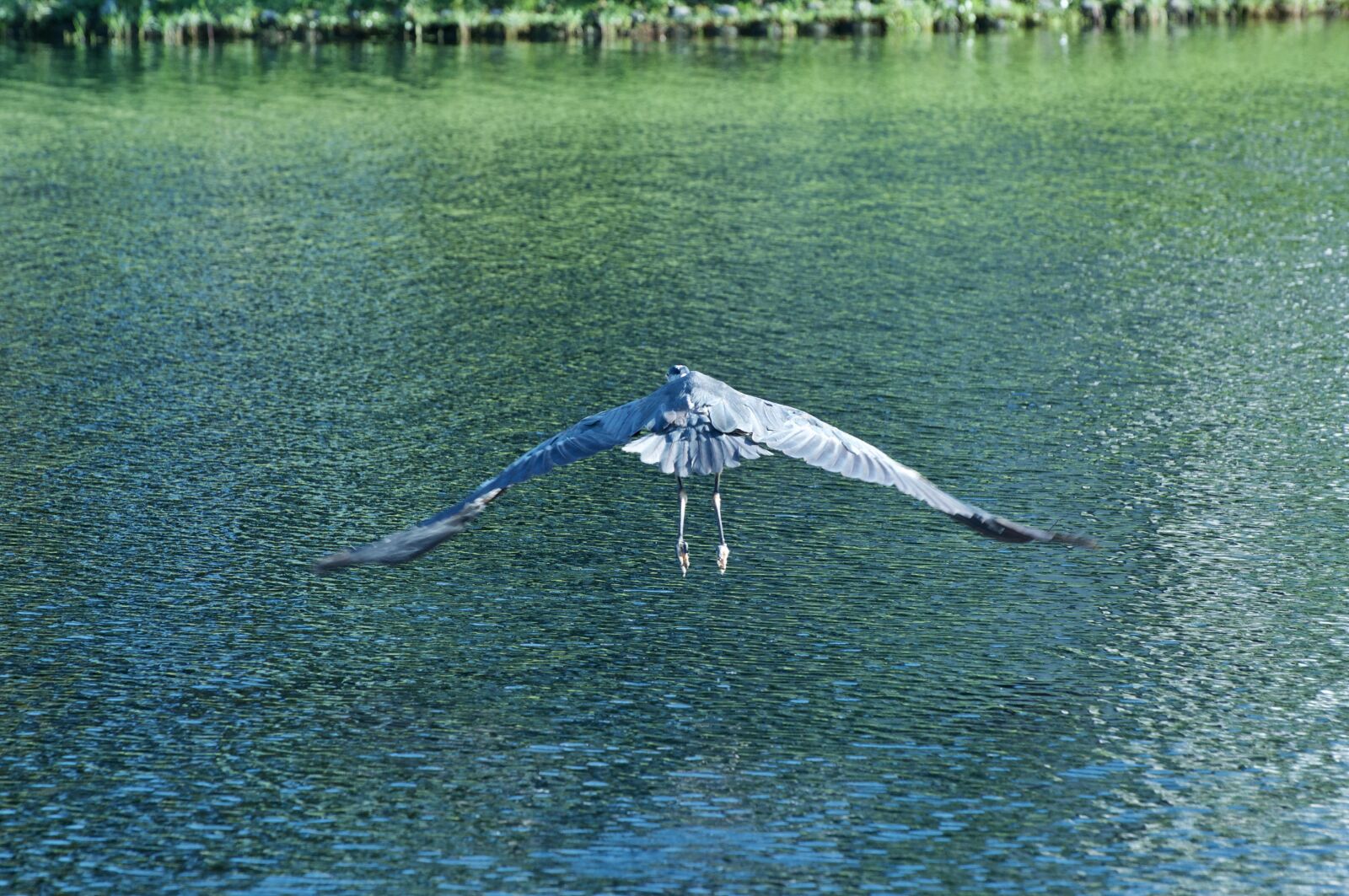 Nikon D90 sample photo. Great blue heron, water photography