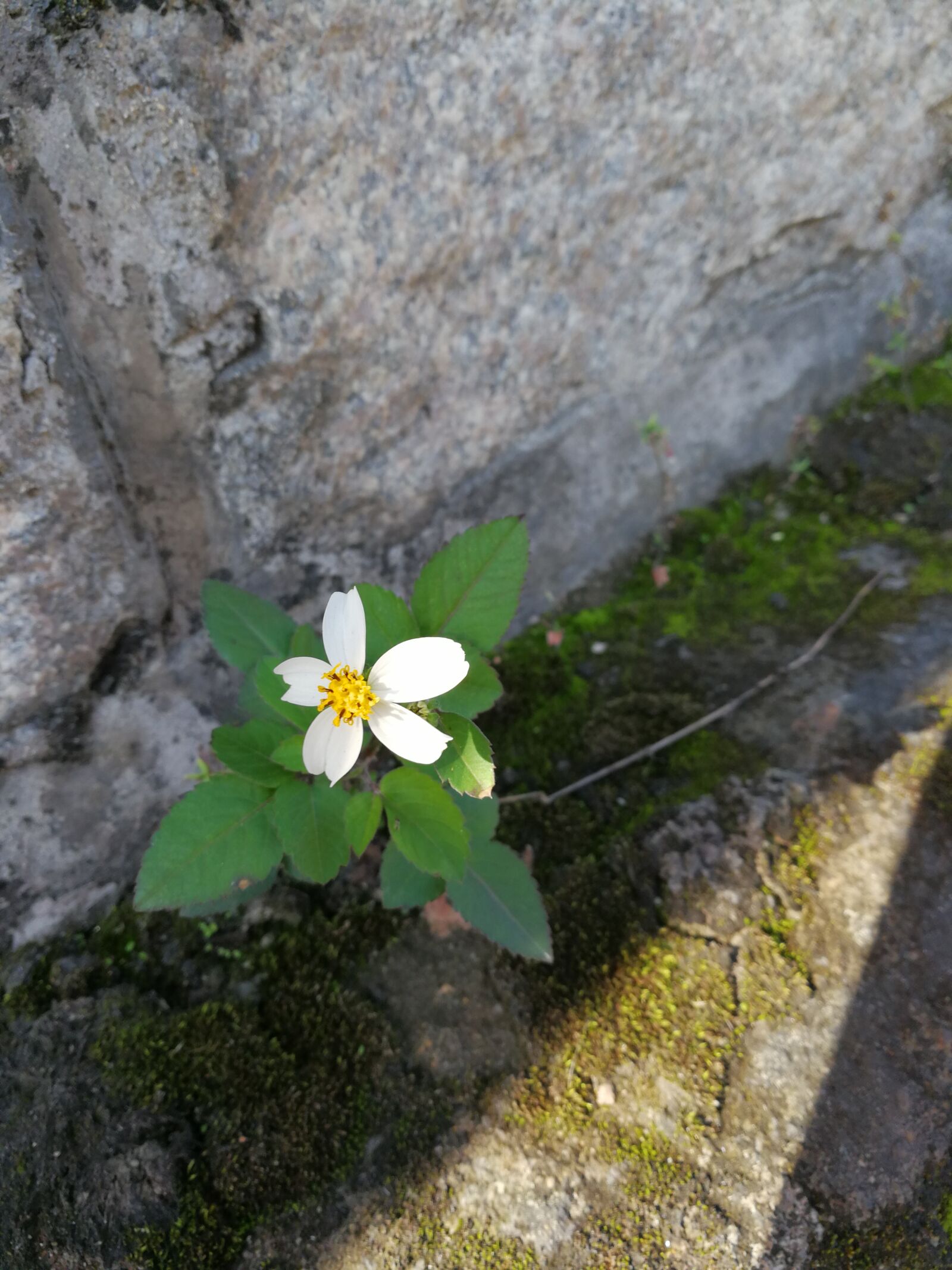 HUAWEI Mate 9 sample photo. White flower, green leaf photography