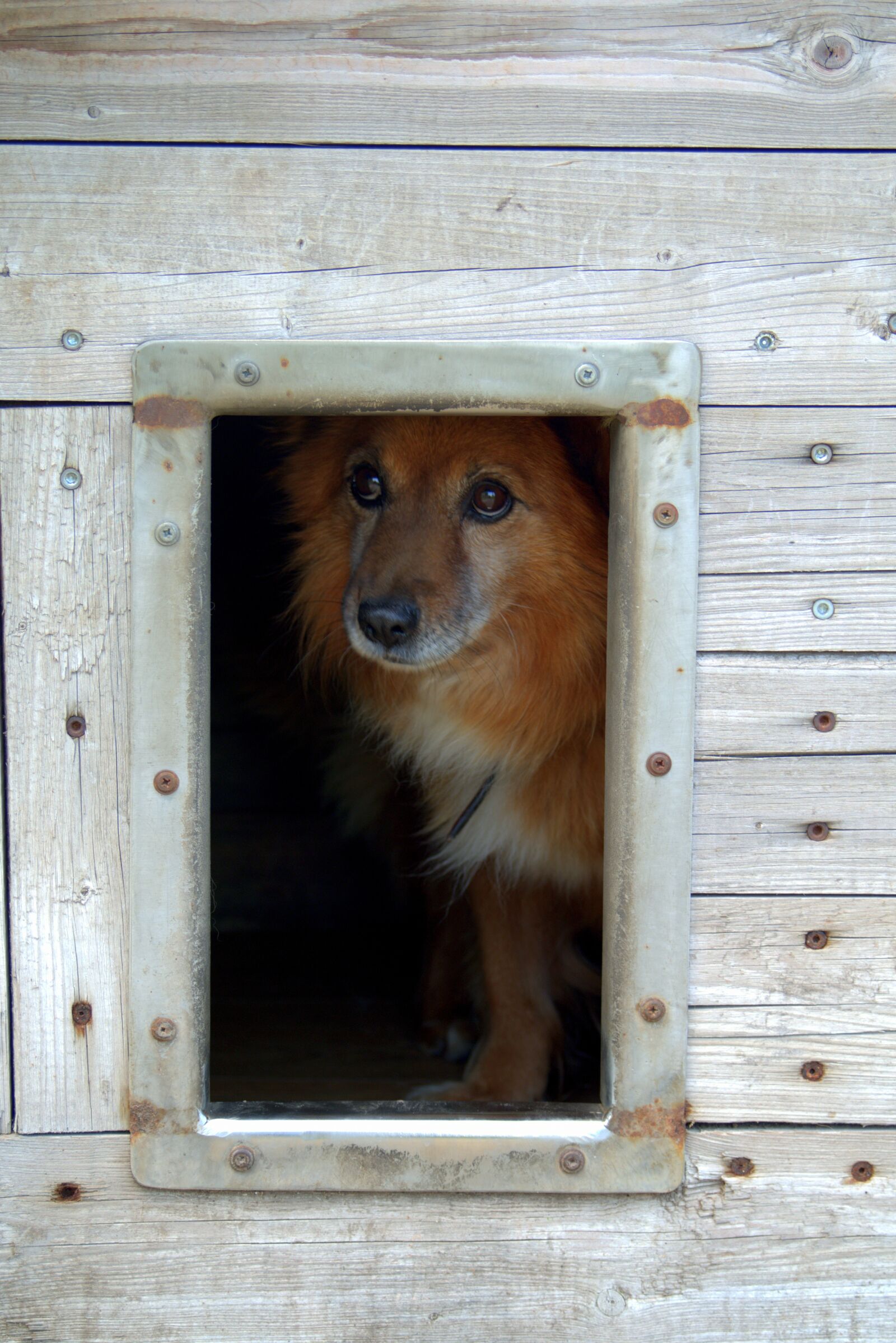 Pentax K-S2 sample photo. Animal shelter, dog, sad photography