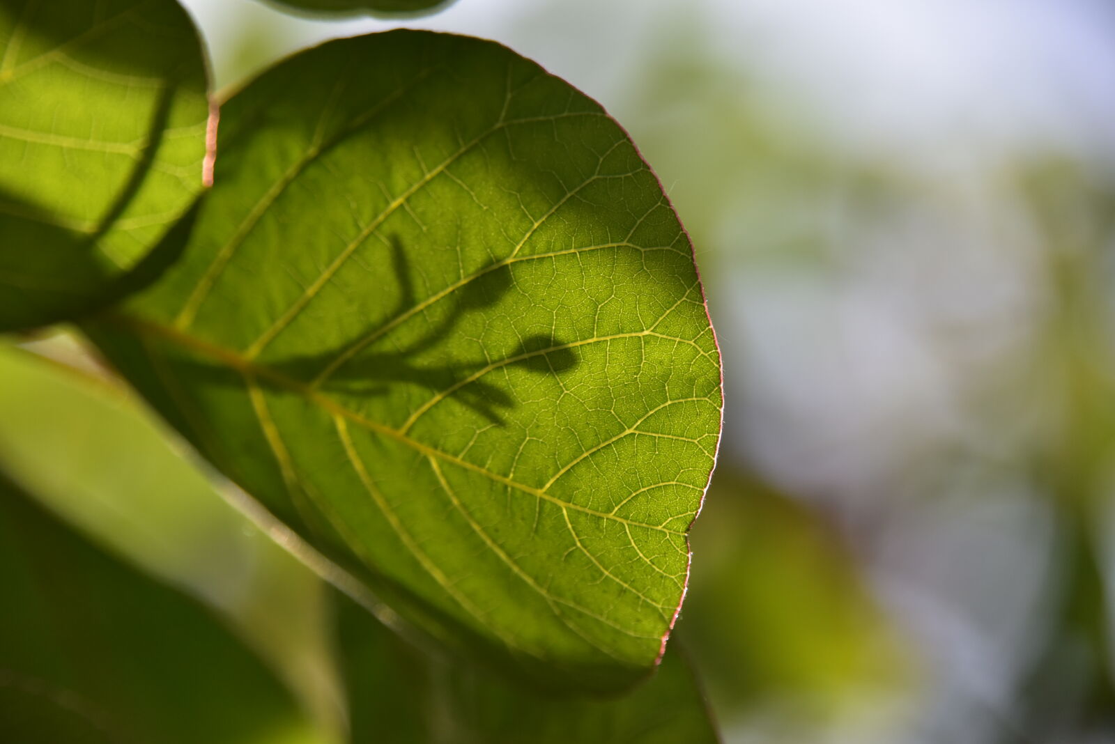 Nikon D810 sample photo. Green, leaf photography
