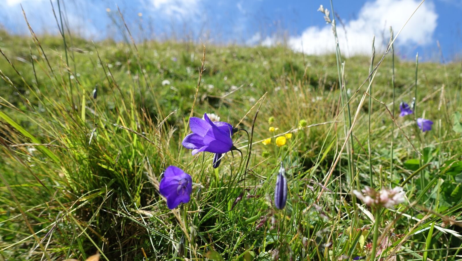Sony Cyber-shot DSC-RX100 III sample photo. Mountain meadow, bellflower, nature photography