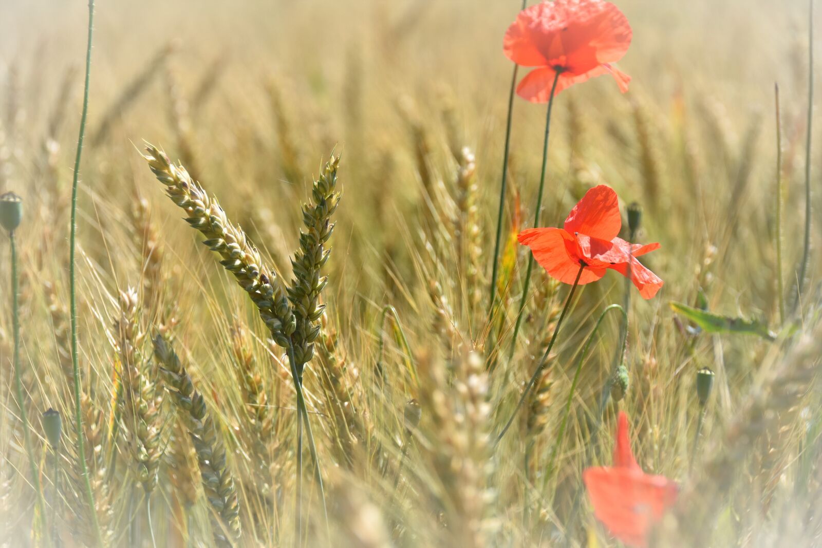Nikon D7200 sample photo. Poppy, flowers, cornfield photography