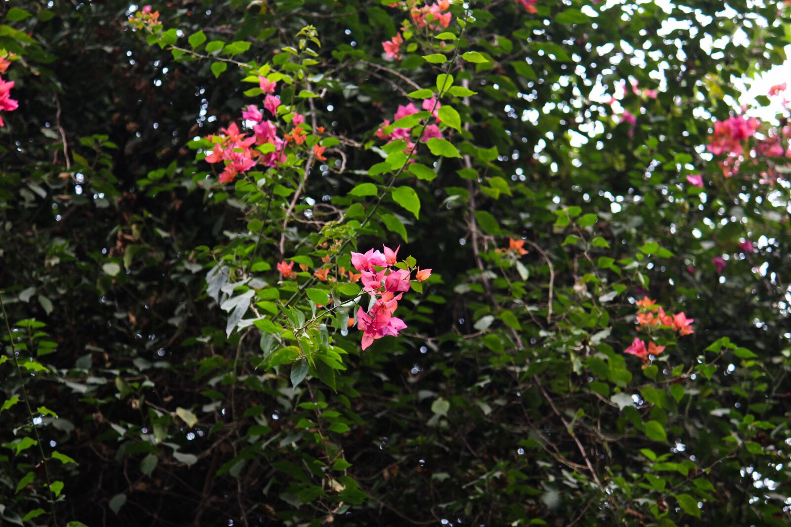 Canon EOS 700D (EOS Rebel T5i / EOS Kiss X7i) sample photo. Flora, green, summer photography