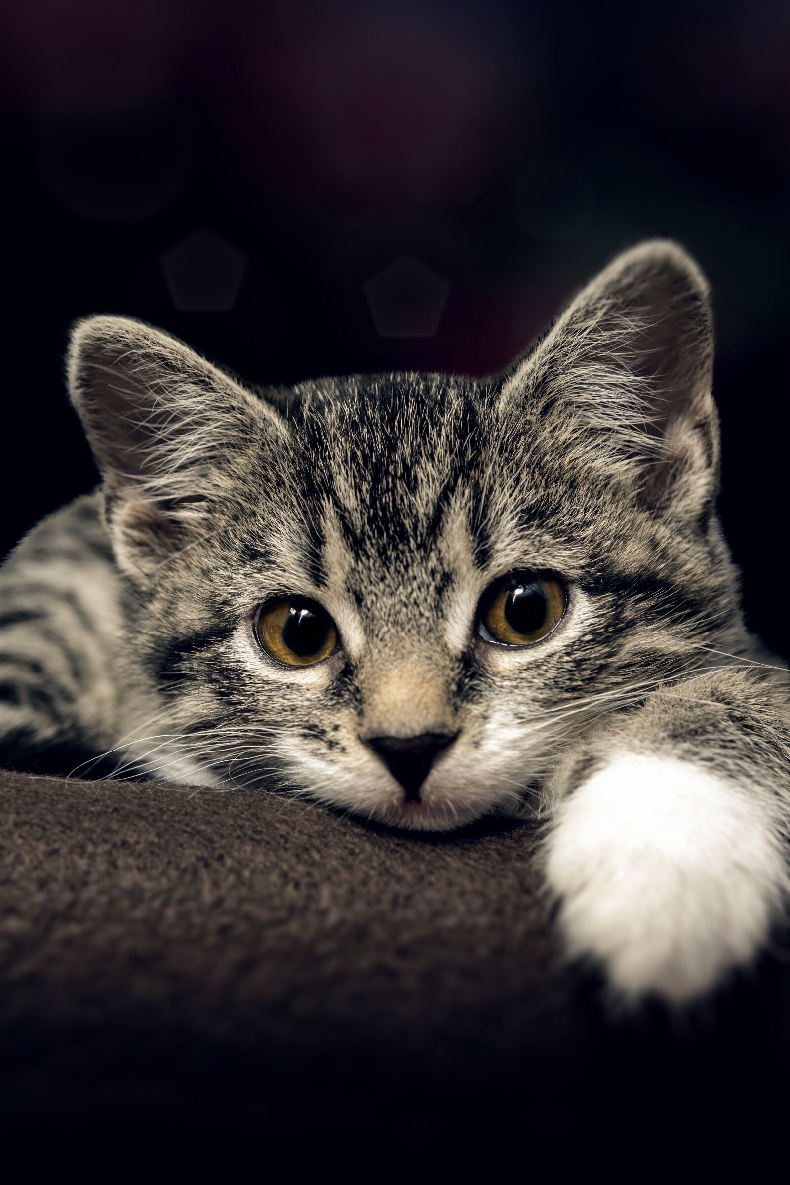 30mm F1.4 DC DN | Contemporary 016 sample photo. Cat, small, mackerel photography