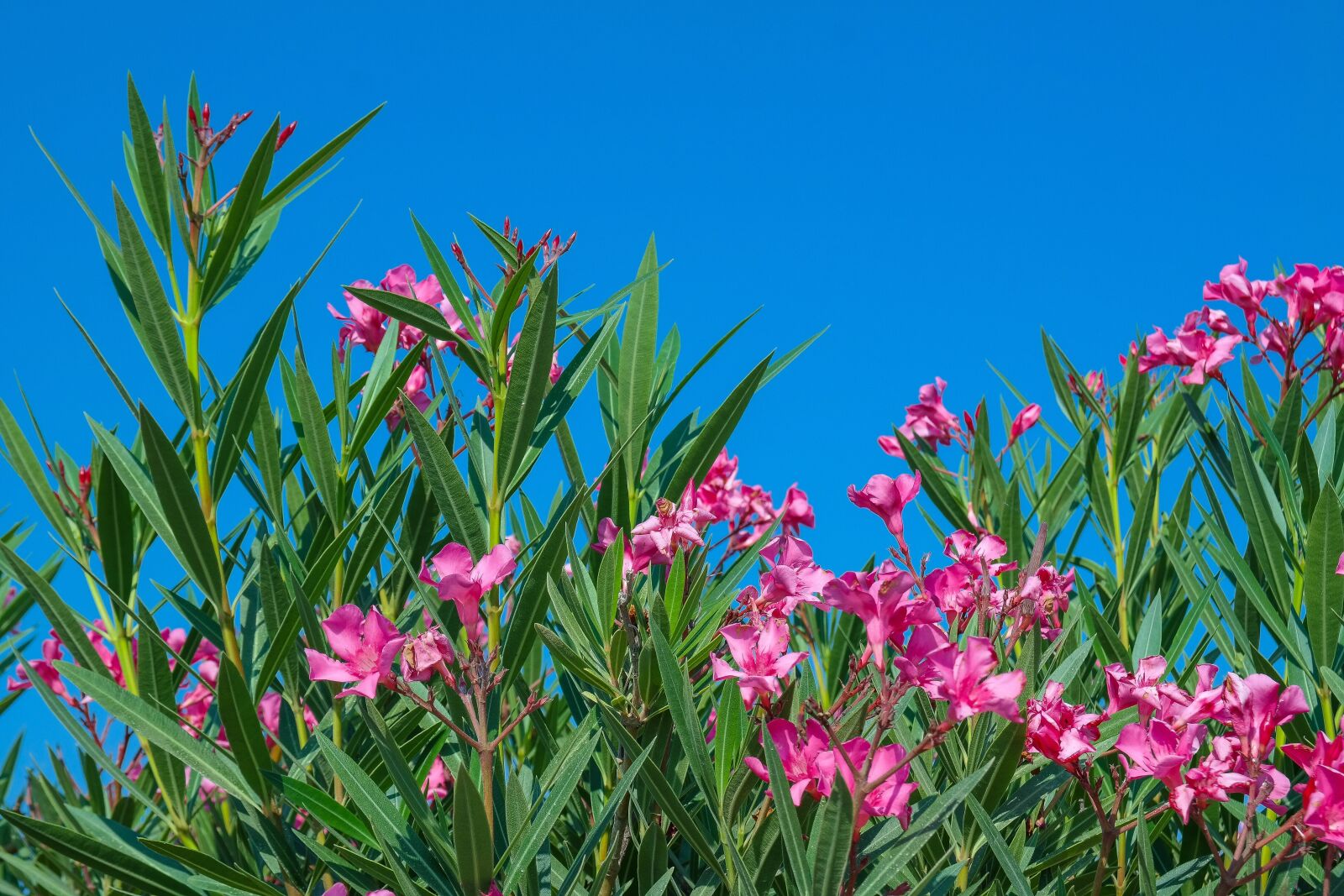 Samsung NX300 sample photo. Oleander, plant, pink flowers photography