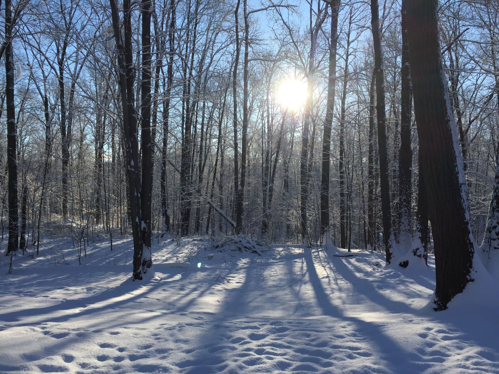 iPhone 6 Plus back camera 4.15mm f/2.2 sample photo. Winter, snow, trees photography