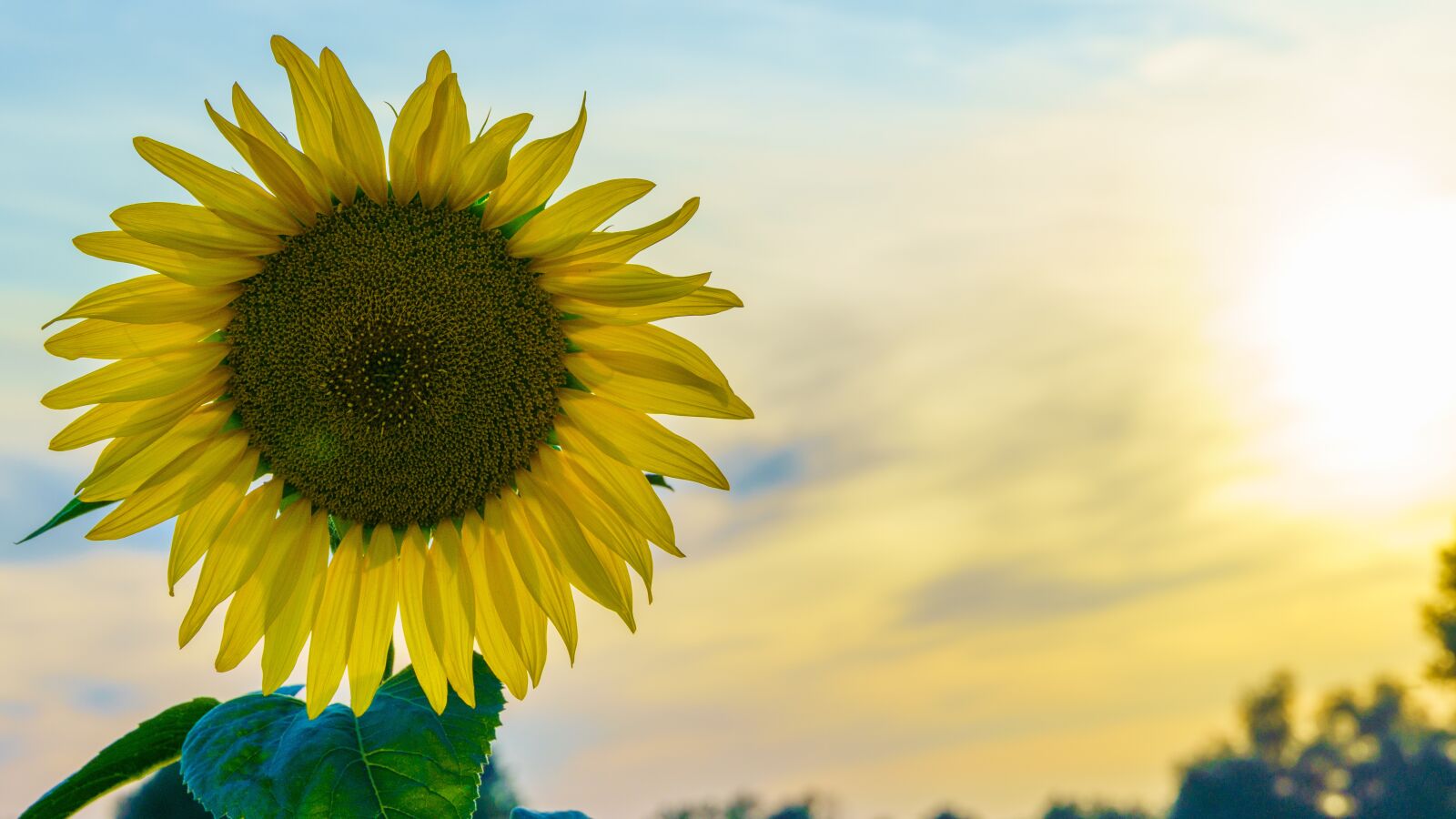 Sony E 18-135mm F3.5-5.6 OSS sample photo. Sunflower, arable, evening light photography