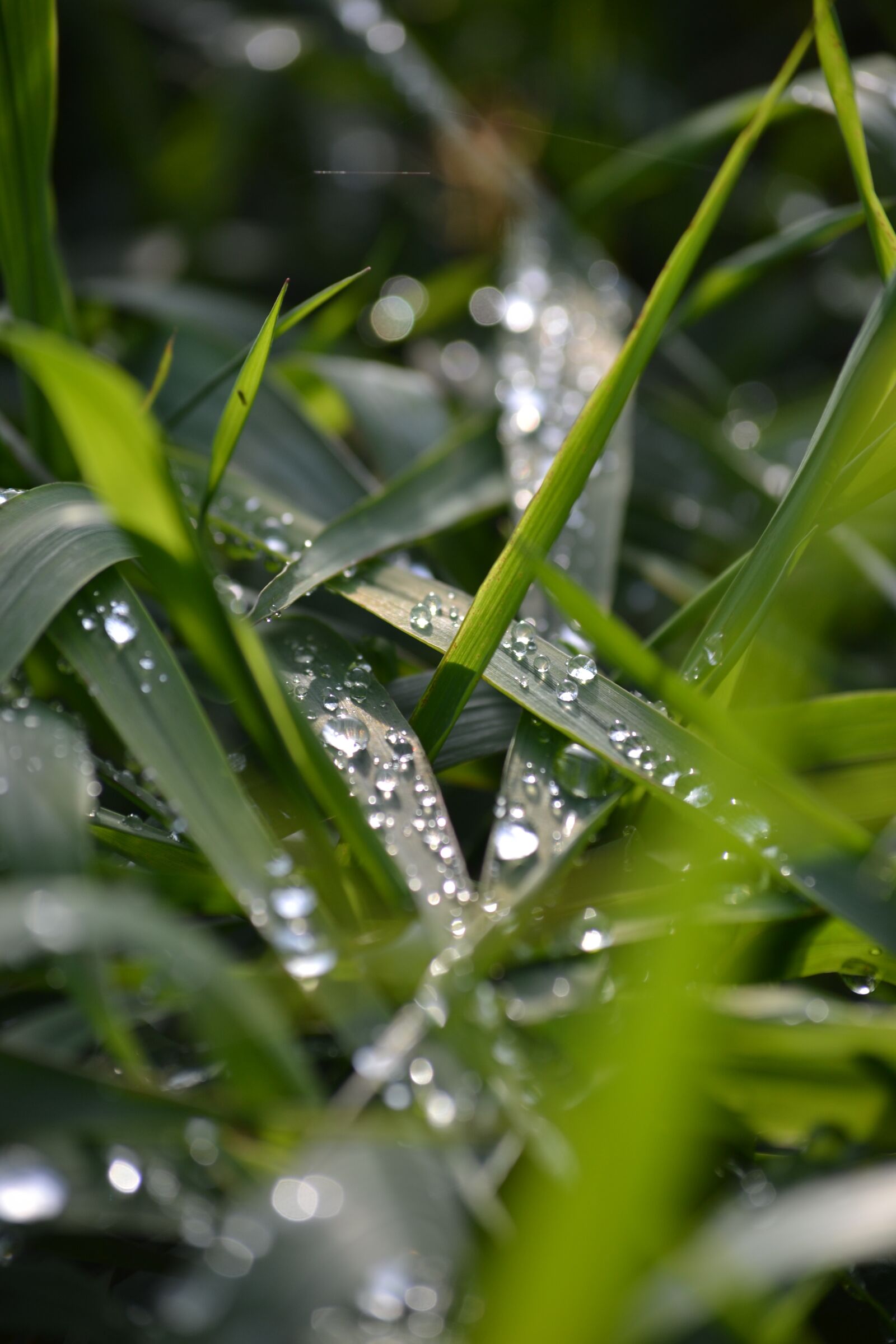 Nikon D3100 sample photo. Grass, raindrop, plant photography