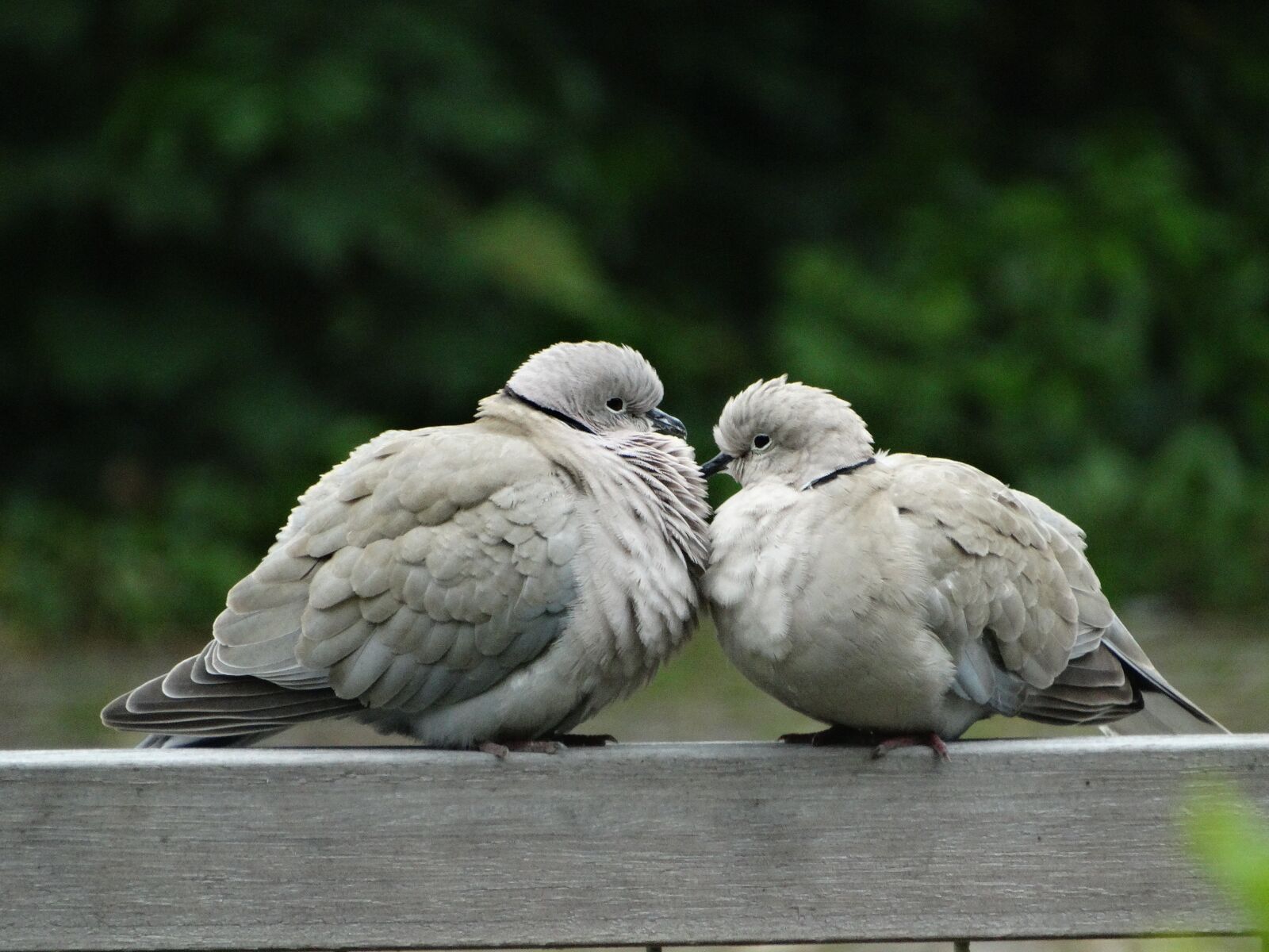 Sony Cyber-shot DSC-HX300 sample photo. Pigeon, nature, bird photography