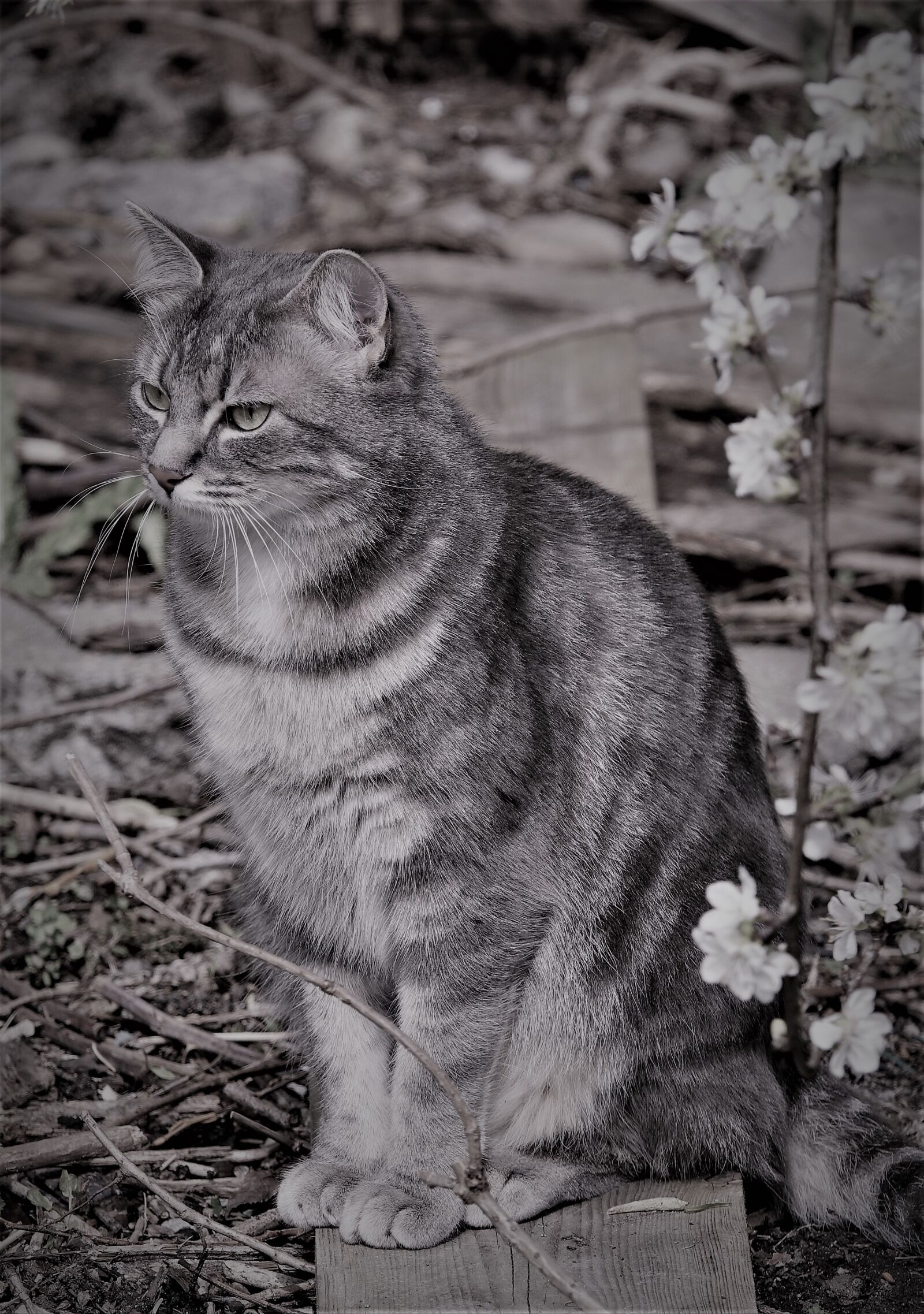 Sony Cyber-shot DSC-RX10 III sample photo. Cat, mammal, portrait photography