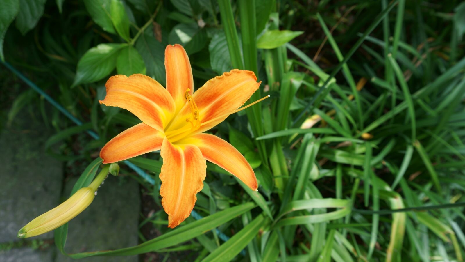 Sony a5100 sample photo. Hex, flowers, orange photography