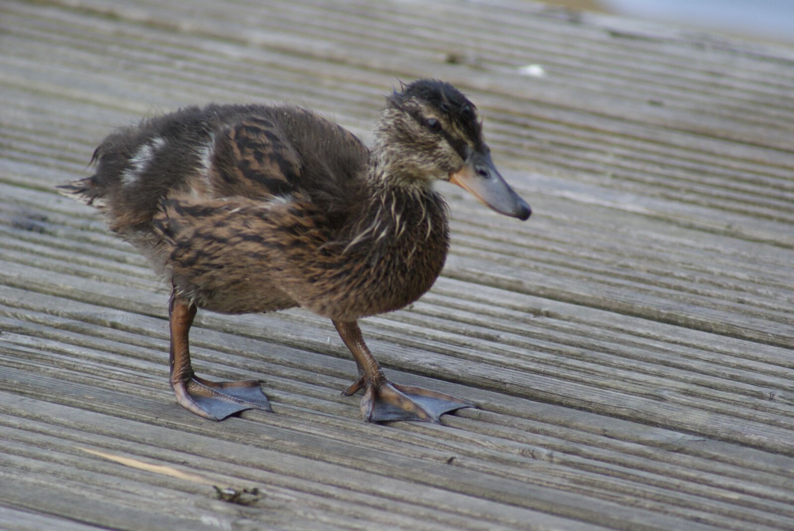Sony Alpha DSLR-A230 sample photo. Duck, determined, determination photography