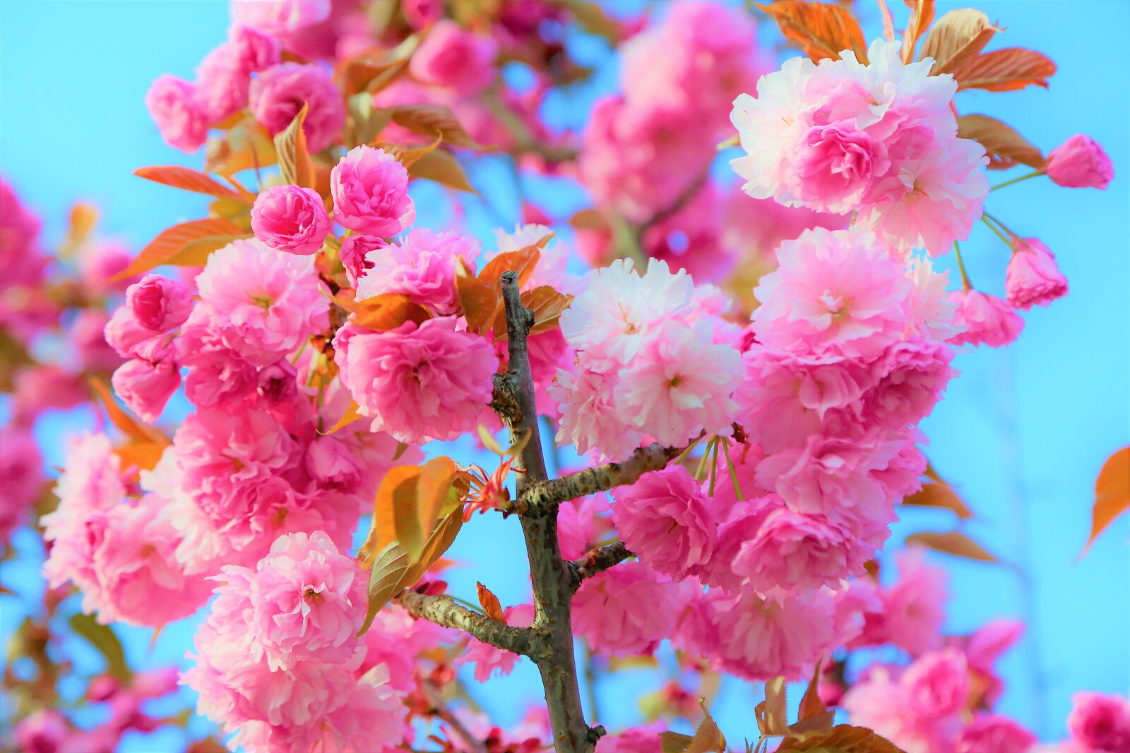 Canon EOS 5D Mark III sample photo. Flower, nature, spring photography