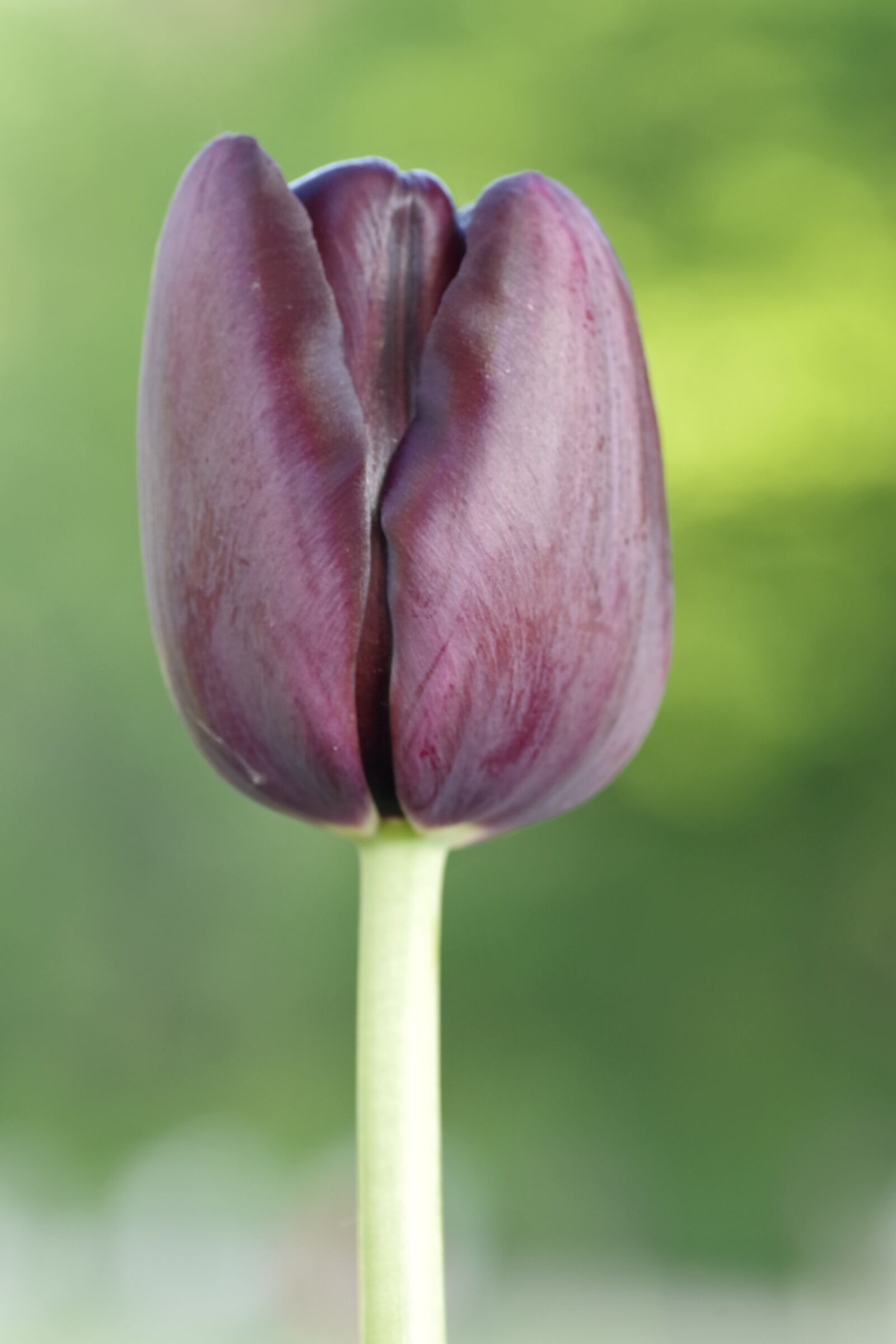 Pentax K-S2 sample photo. Tulip, black, maroon photography