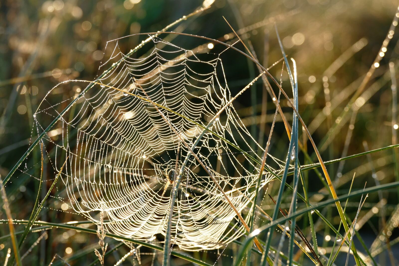 Panasonic Lumix DMC-FZ1000 sample photo. Spider web, webs, spider photography