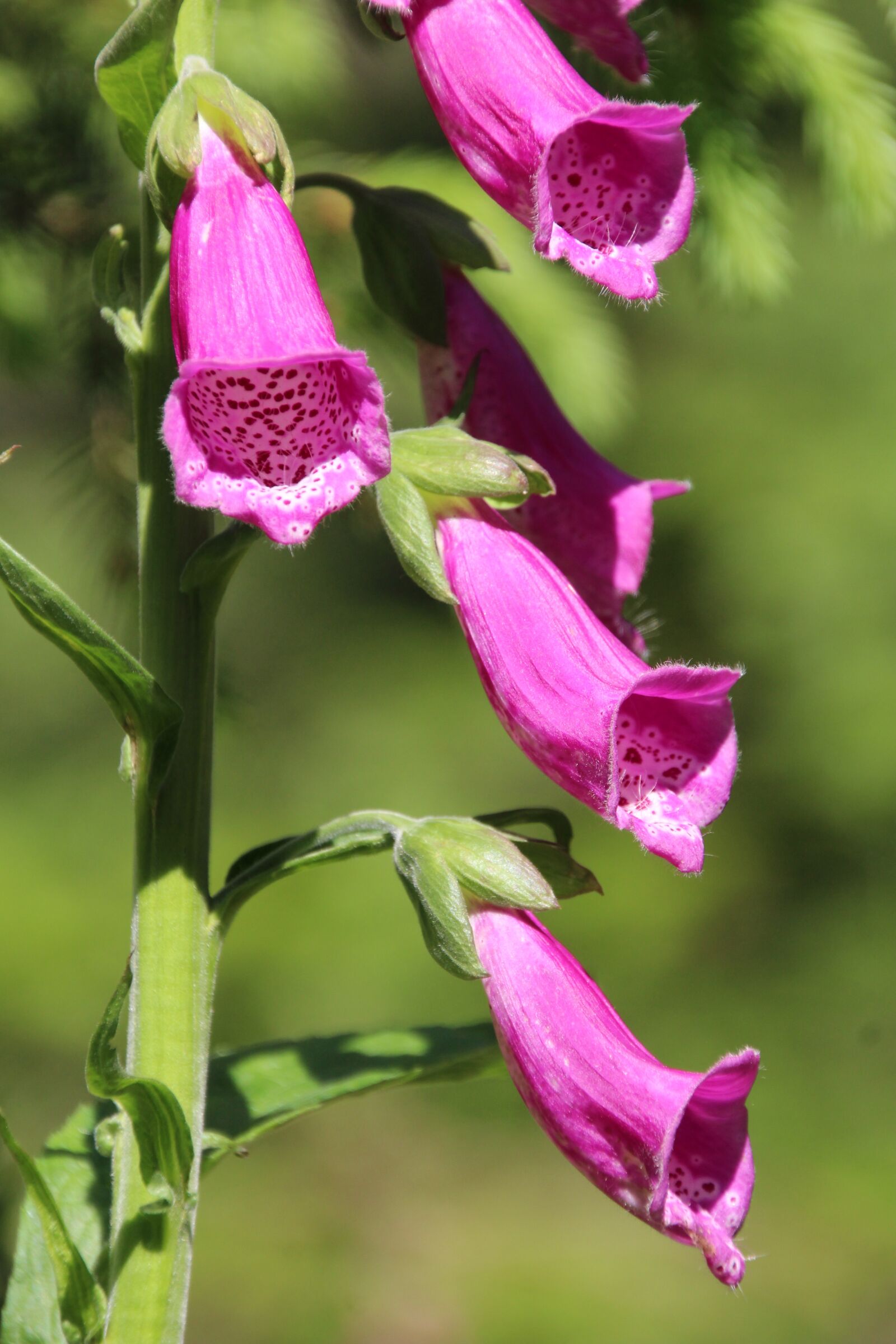 Canon EOS 1200D (EOS Rebel T5 / EOS Kiss X70 / EOS Hi) sample photo. Thimble, common foxglove, poisonous photography