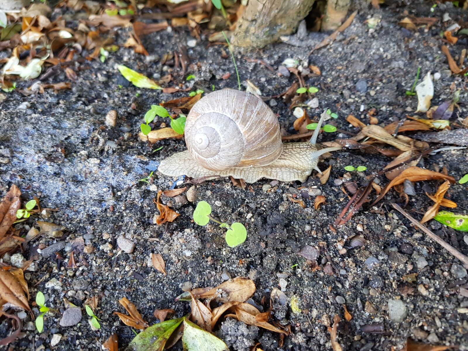 Samsung Galaxy S8 sample photo. Snails, hungry, trip photography
