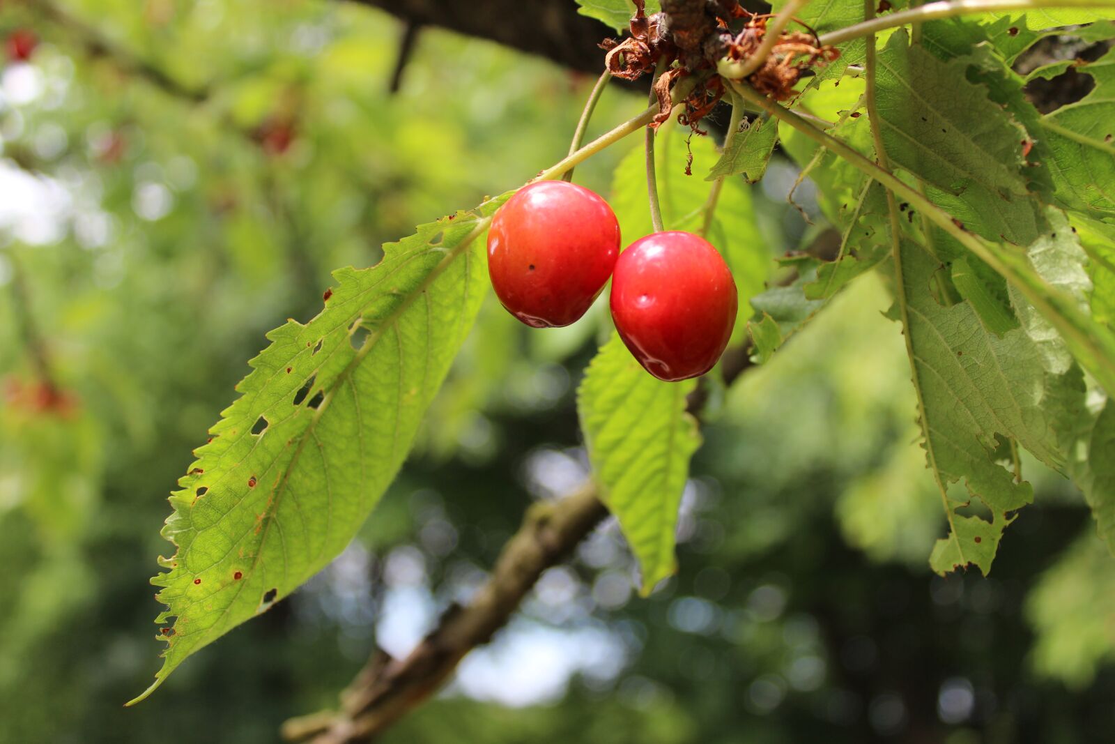 Canon EOS 1200D (EOS Rebel T5 / EOS Kiss X70 / EOS Hi) sample photo. Cherry, plant, forest photography