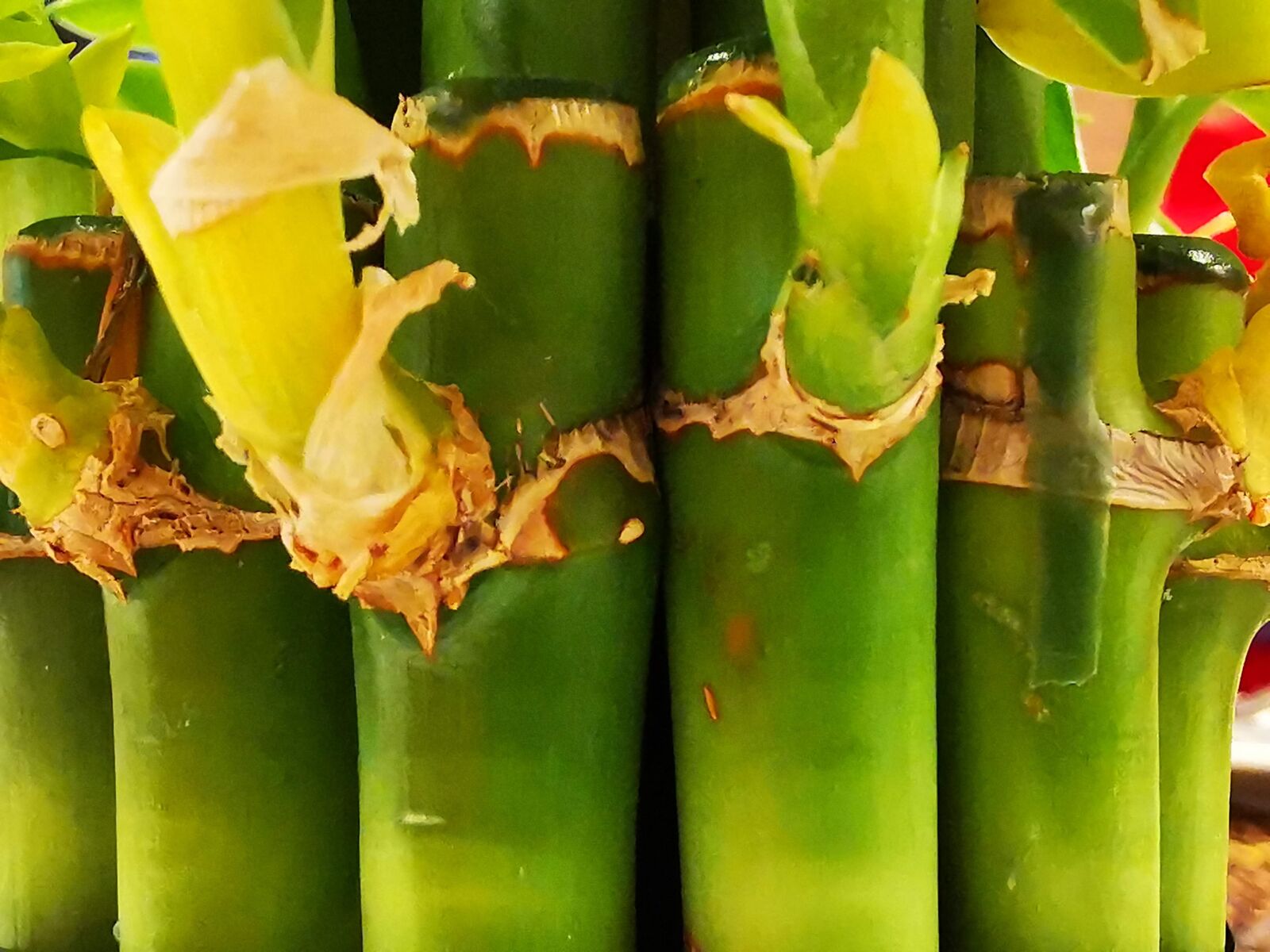 HUAWEI P30 Pro sample photo. Bamboo, design, decorative photography