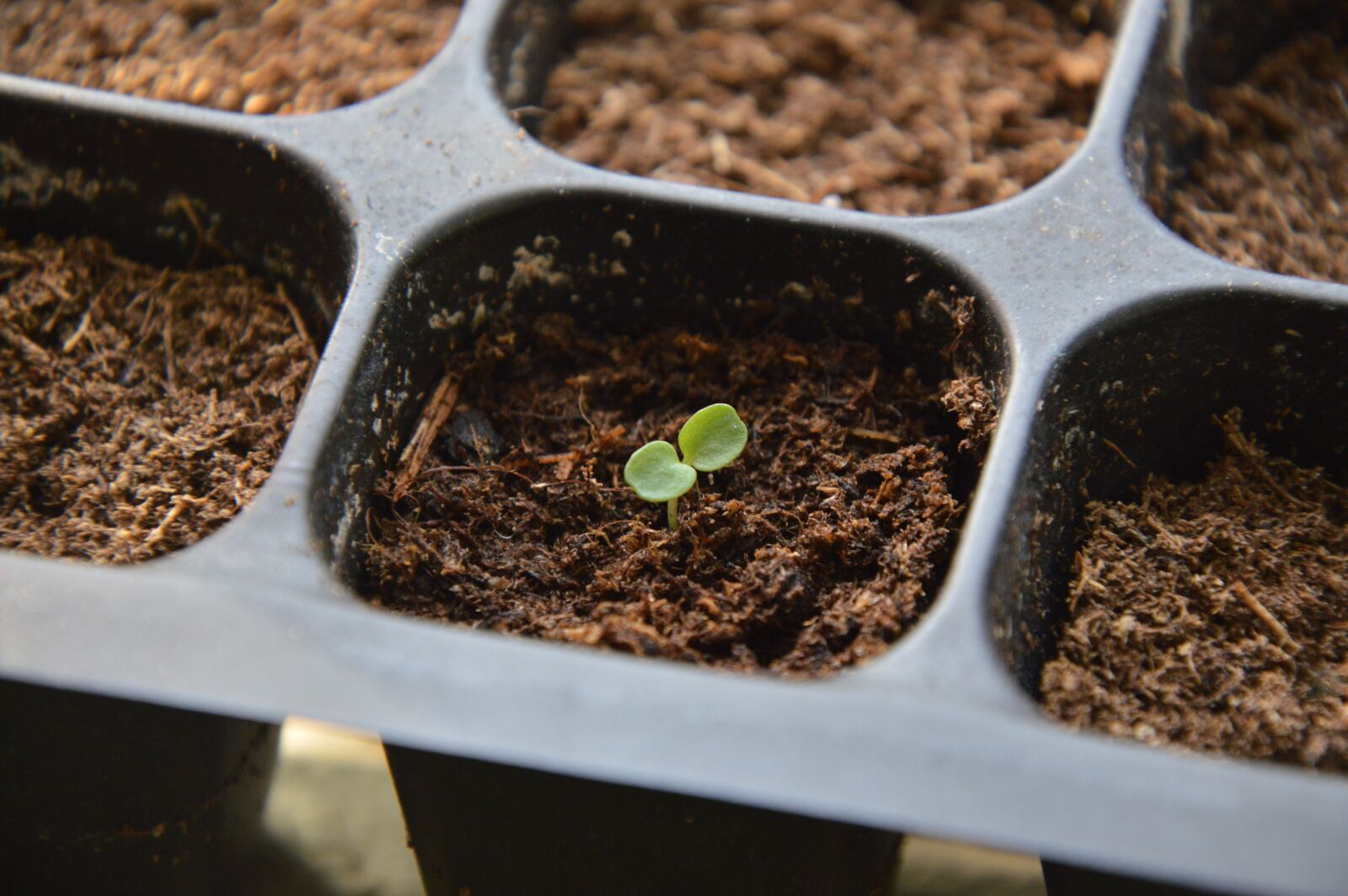 Nikon D3200 sample photo. Seedling, sprout, plant photography