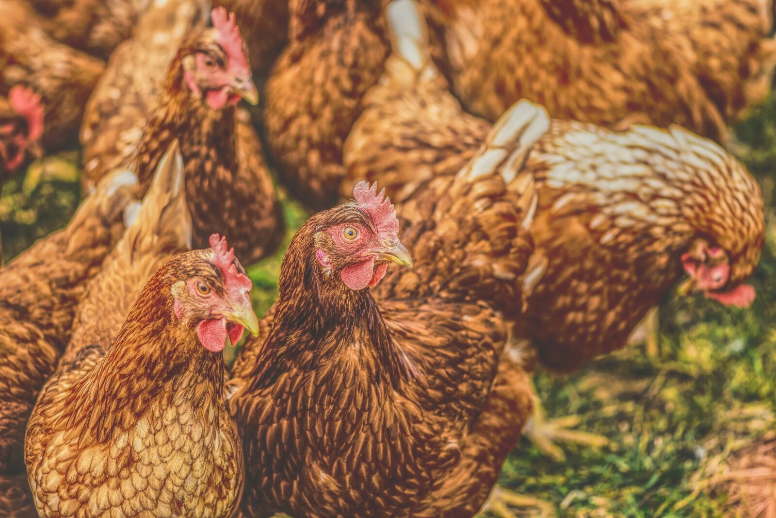Nikon D7200 sample photo. Chickens, poultry, free running photography