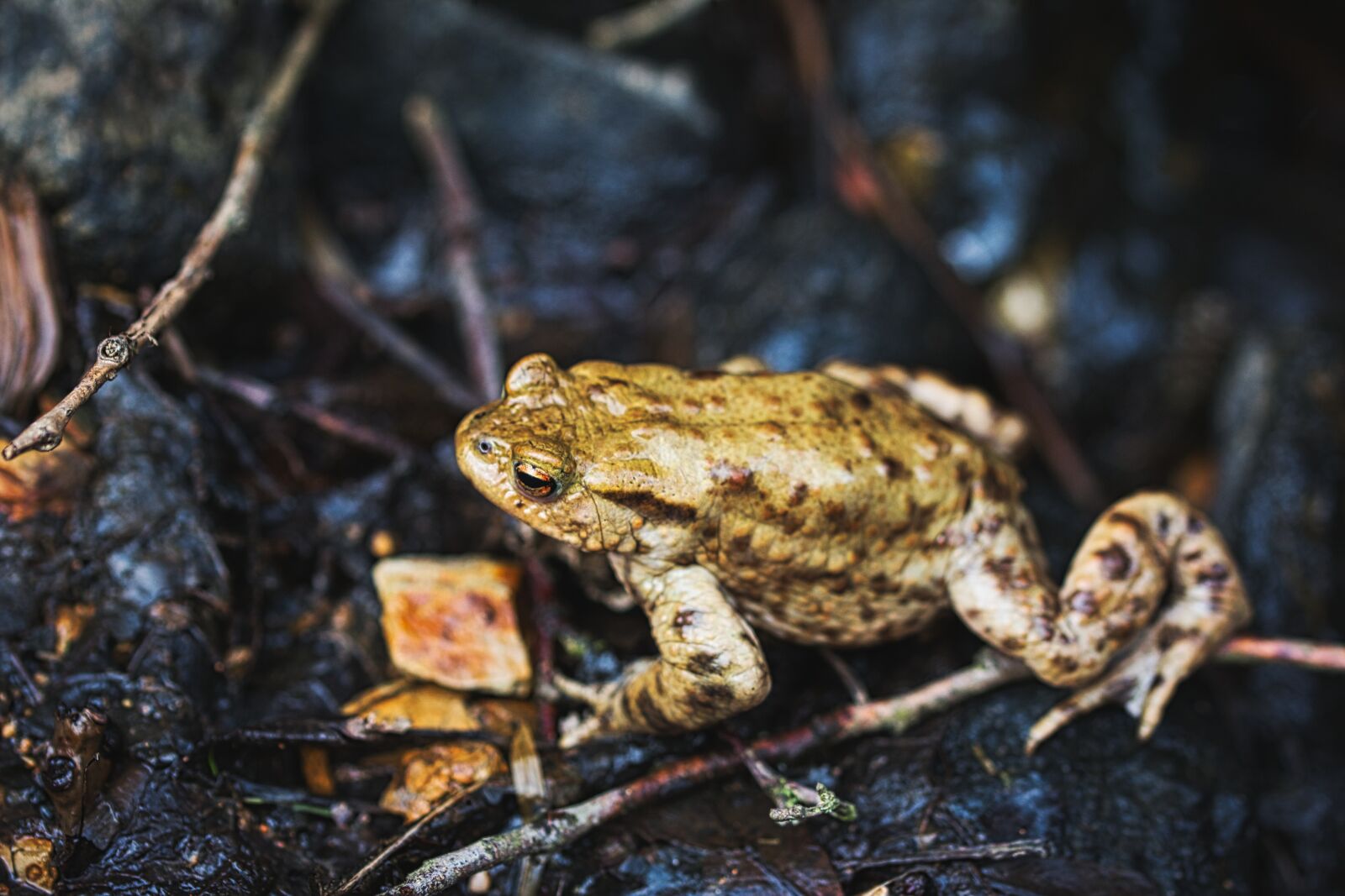 Canon EOS 70D + Canon TAMRON SP 90mm F/2.8 Di VC USD MACRO1:1 F004 sample photo. Toad, frog, pond photography