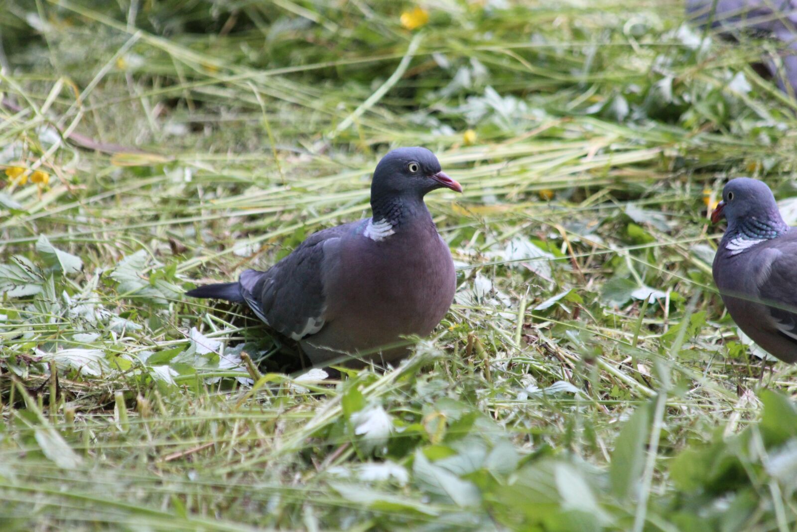 Canon EOS 650D (EOS Rebel T4i / EOS Kiss X6i) sample photo. Dove, wood pigeon, bird photography