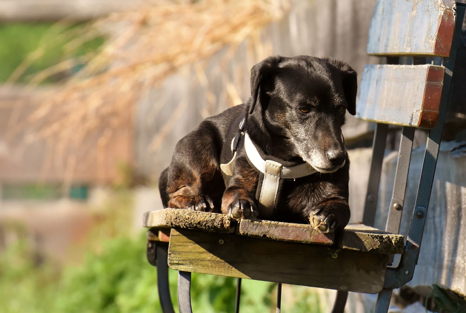 Nikon D7200 sample photo. Dog, animal, different eye photography