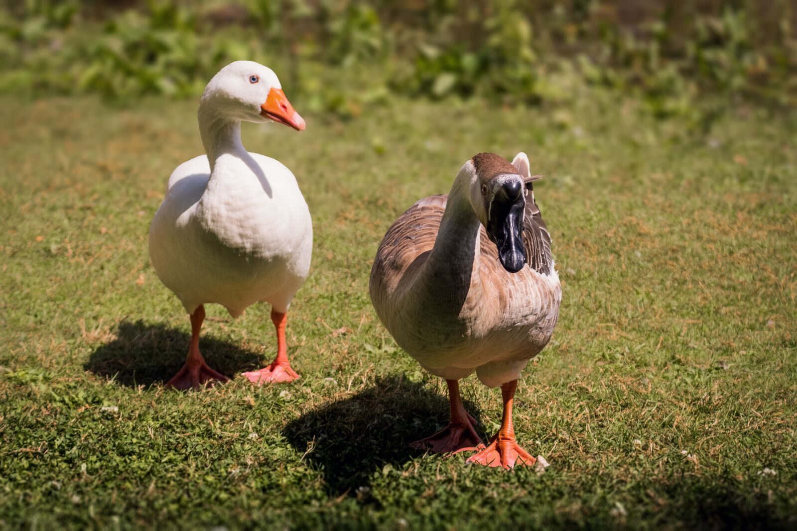 Canon EOS 1300D (EOS Rebel T6 / EOS Kiss X80) sample photo. Duck, beak, animal photography