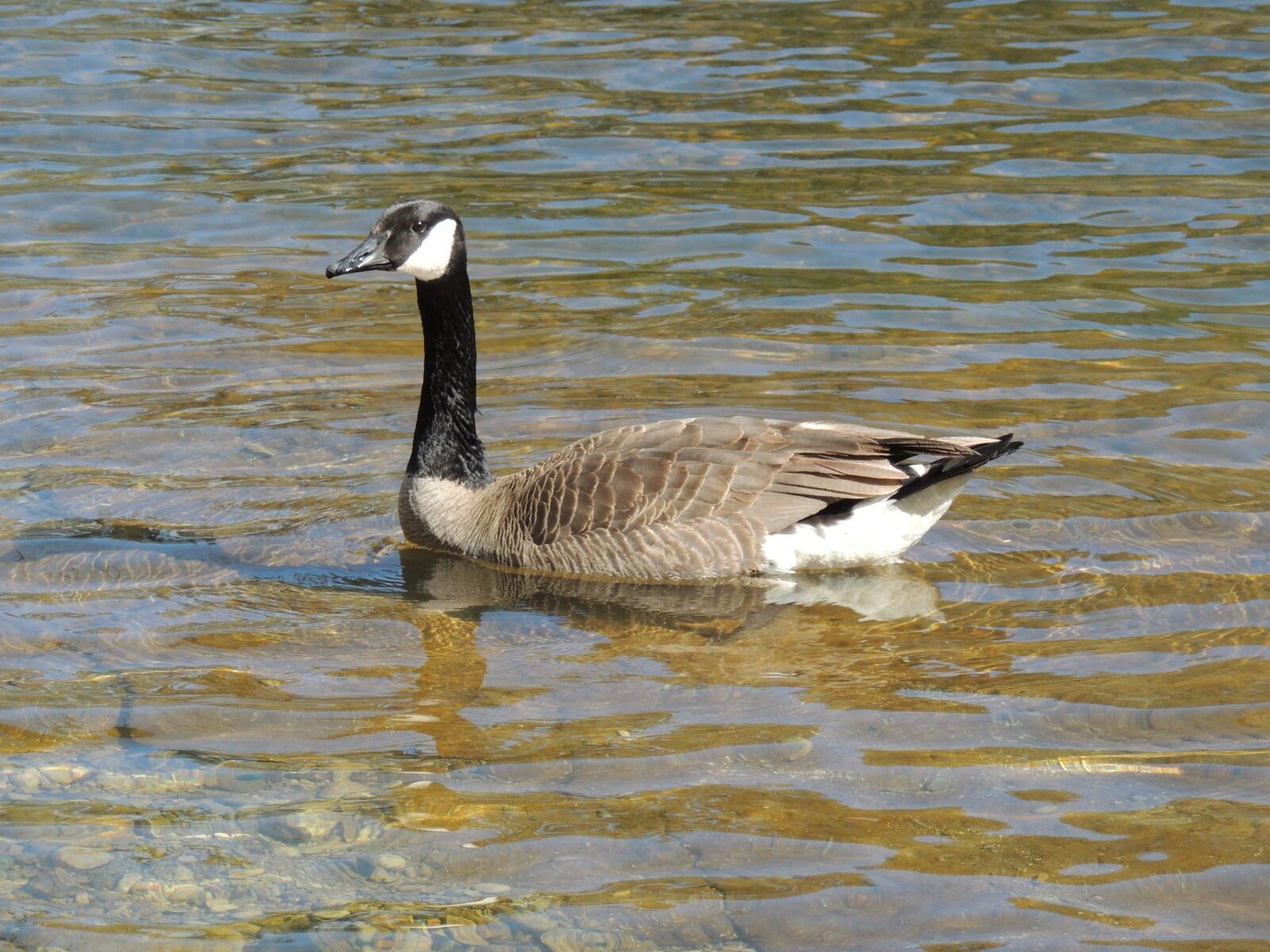 Nikon Coolpix P510 sample photo. Canada, goose, nature photography