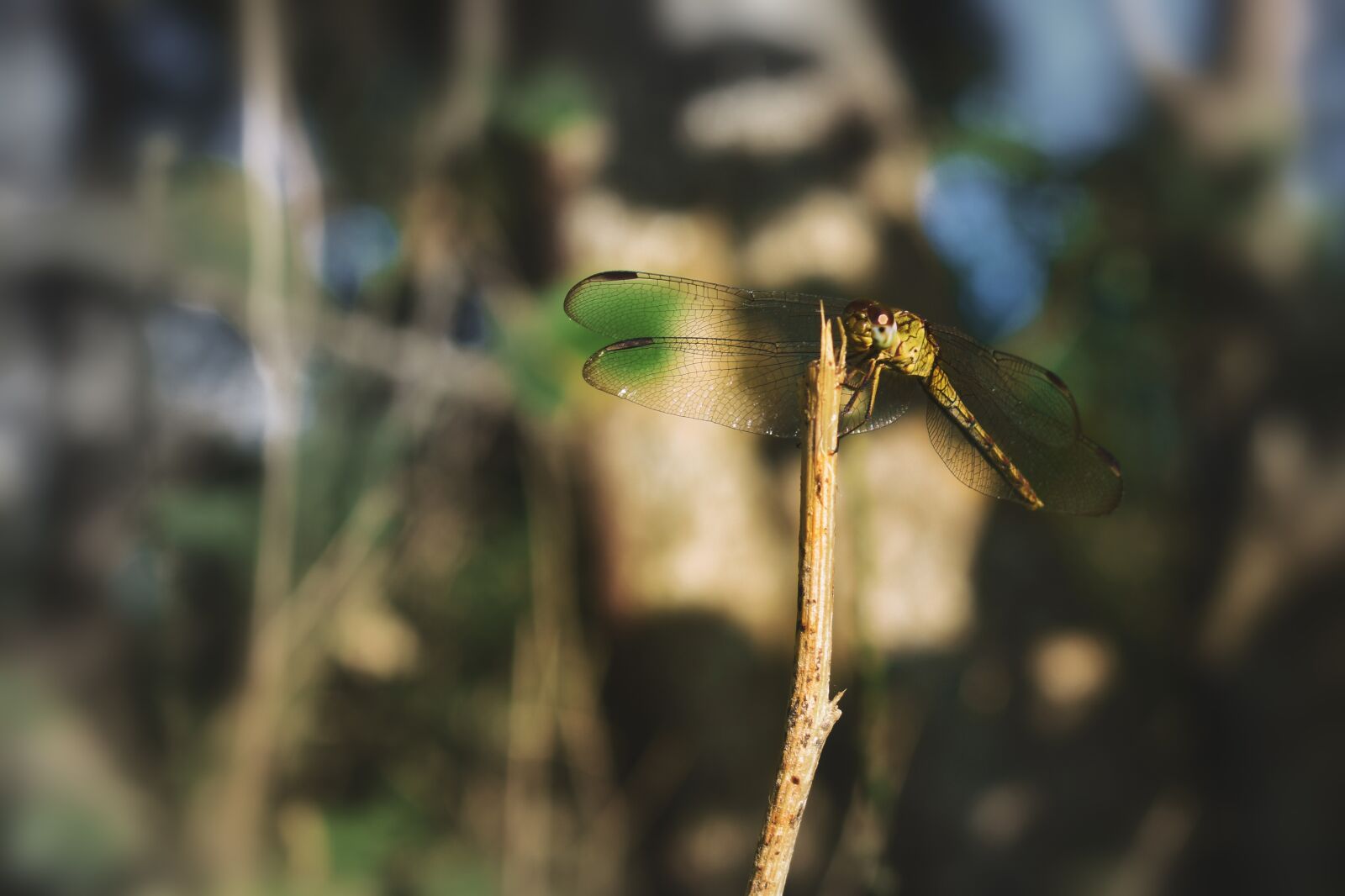 Nikon D3400 sample photo. Nature, dragonfly, animal photography